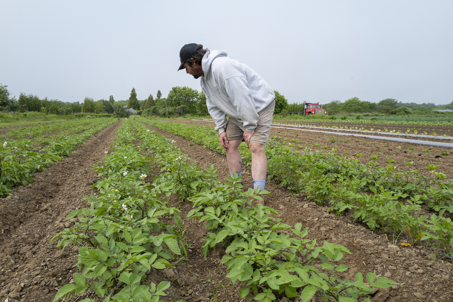 Matt Quirk at the Share the Harvest Farm in East Hampton. LORI HAWKINS