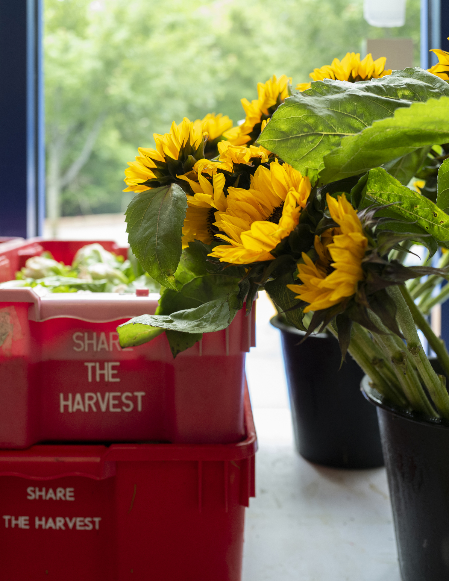 Flowers and produce for local families at the Children's Museum of the East End (CMEE), one of the local organizations that Share the Harvest supports. LORI HAWKINS