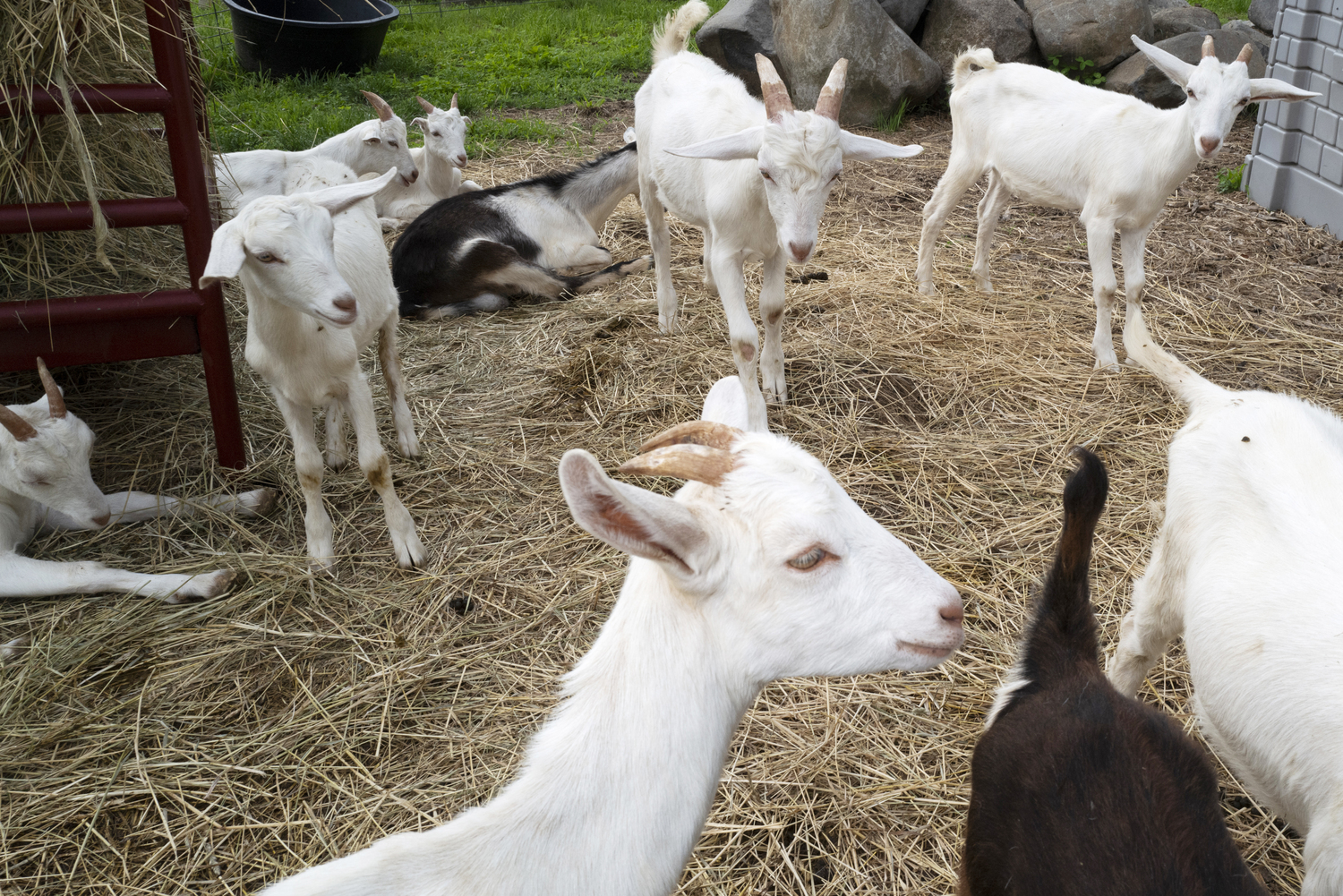 Goats at Goodale Farms in Riverhead. Share the Harvest Farm stand curates a selection of local produce, artisanal baked goods, dairy products and grass-fed meats. LORI HAWKINS