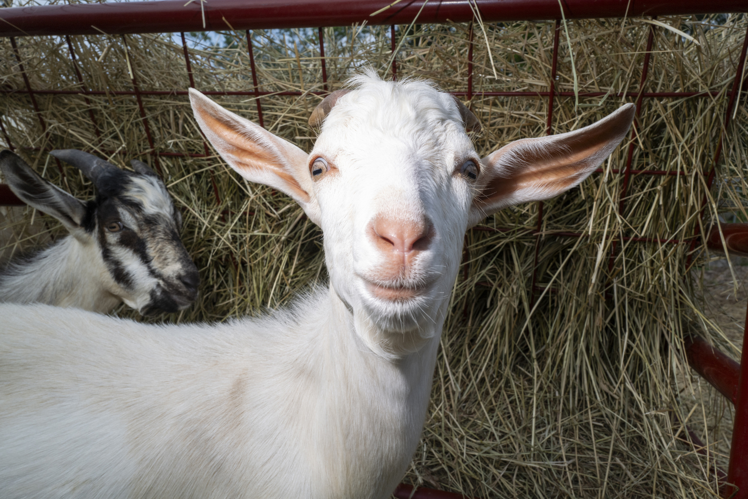 Goats at Goodale Farms in Riverhead. Share the Harvest Farm stand curates a selection of local produce, artisanal baked goods, dairy products and grass-fed meats.