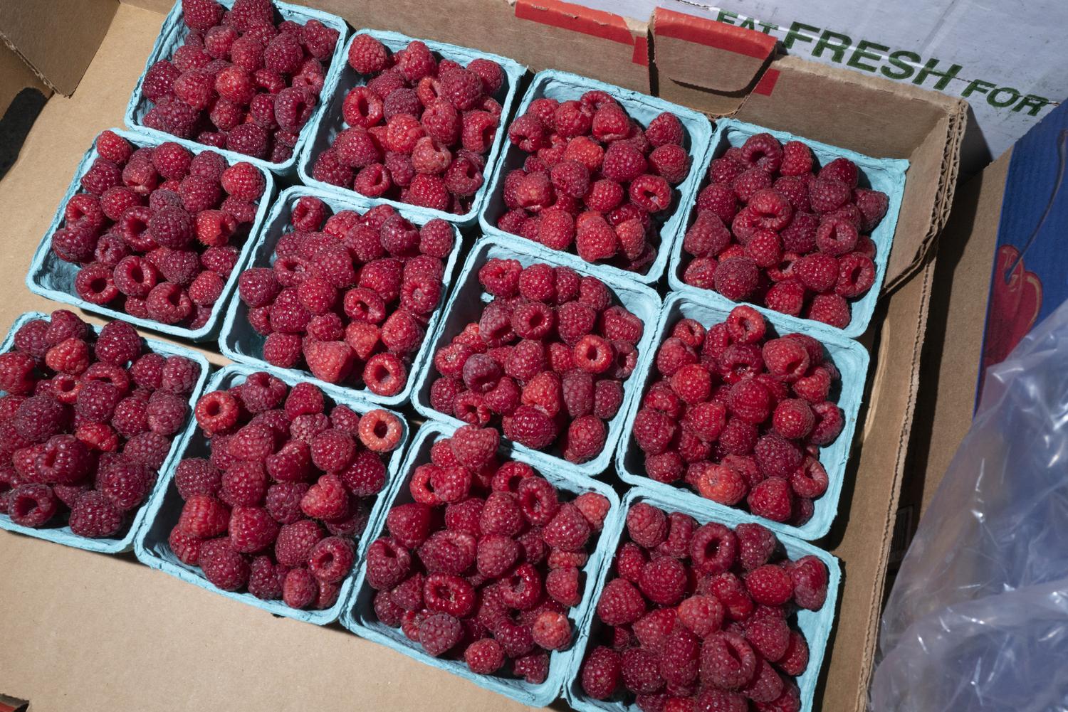 Raspberries being picked up from Briermere Farms in Riverhead. LORI HAWKINS
