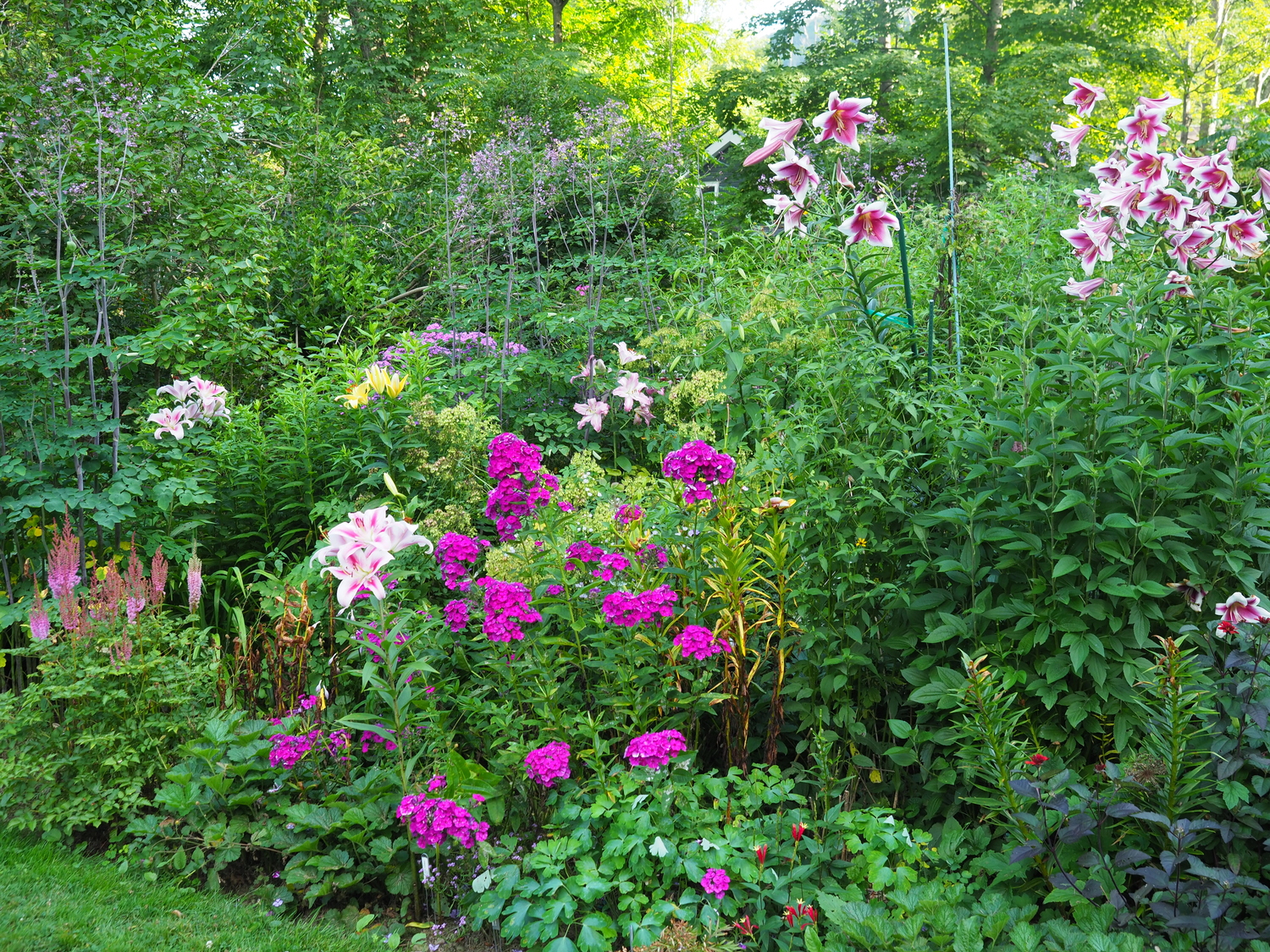 From a distance “Nicky” glows in the garden and the mildew can’t be seen at all.  ANDREW MESSINGER