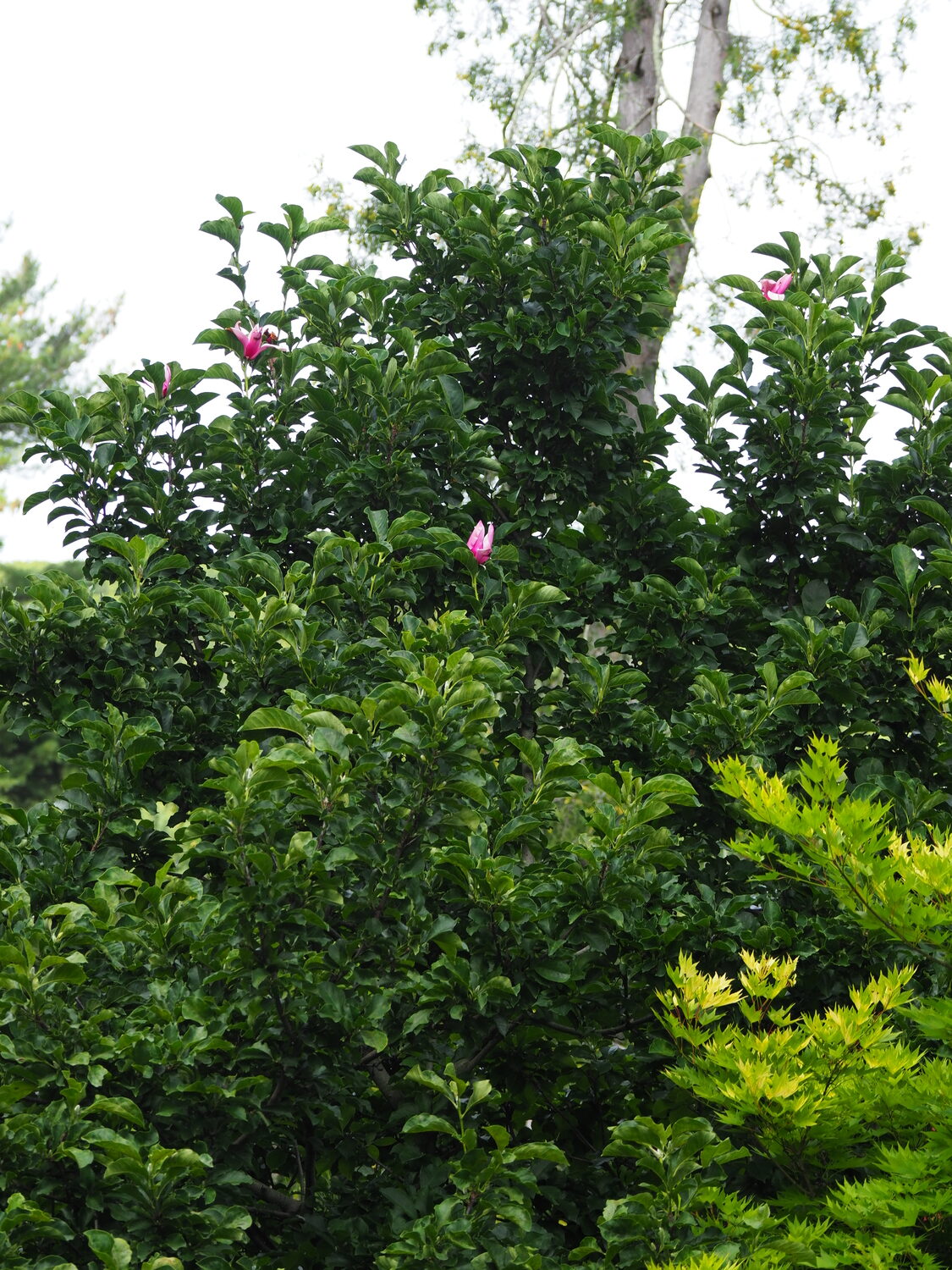 The Magnolia at the corner of the property continues to flower all summer at its top but only one to four flowers at a time.   ANDREW MESSINGER