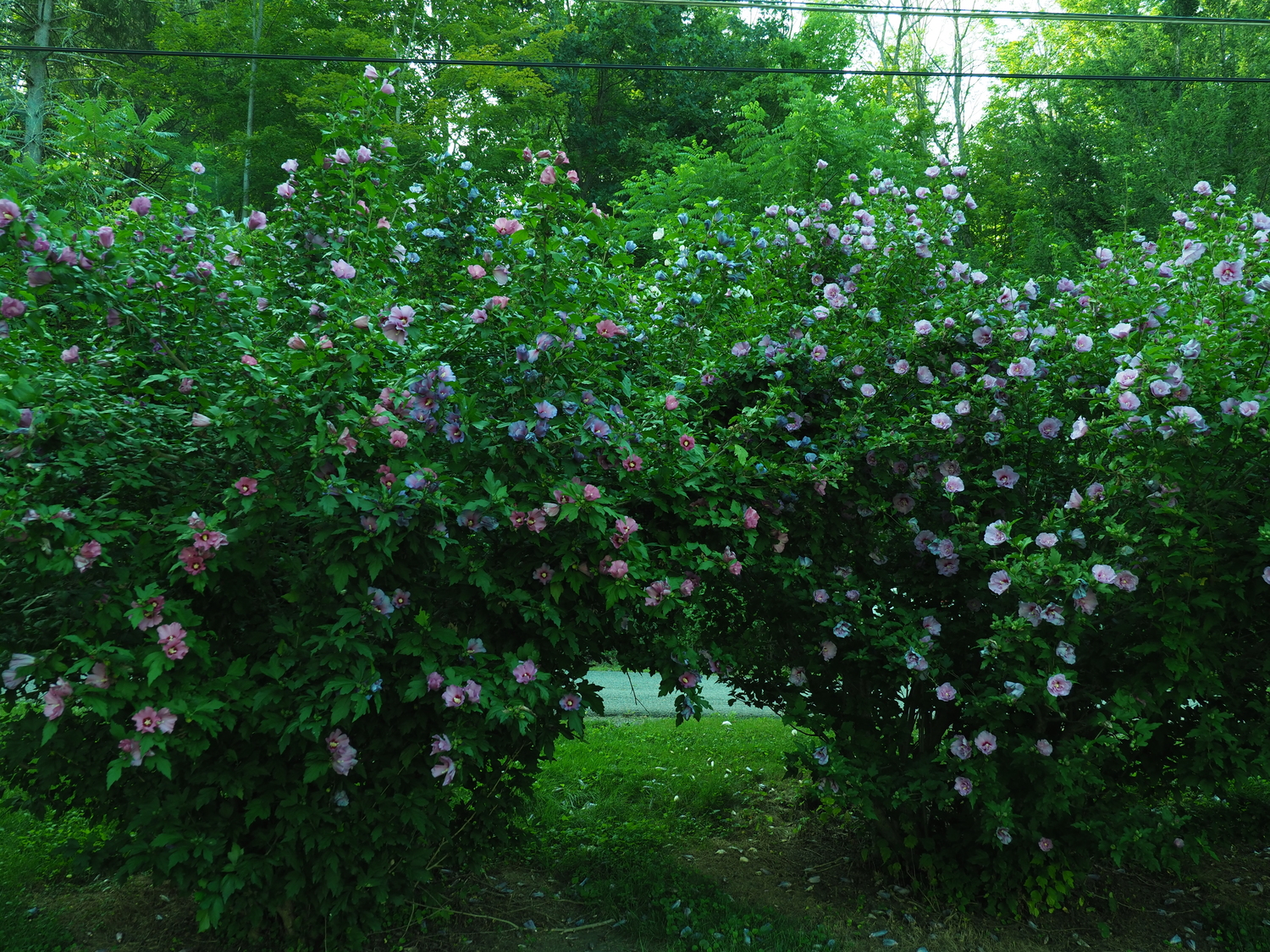 An attempt at a Hibiscus syriacas archway, but look at the range of colors from just two plants and the colors change as the day matures.  ANDREW MESSINGER