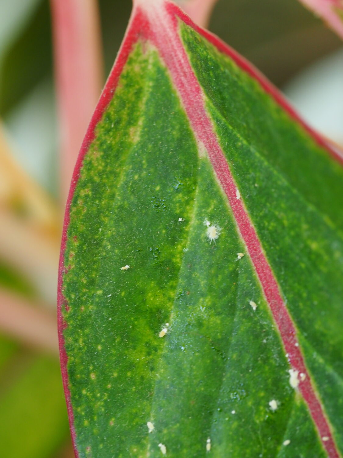 This is a shot of the leaf of Aglaonema  “Red Siam.” The leaves are about 6 inches long and the photo shows a 3-inch section. To the left of the mid-rib about a third of the way down is a mature, immobile mealybug that’s feeding. In all, there are at least 20 mealybugs in view at various stages of development. There is never just one. ANDREW MESSINGER