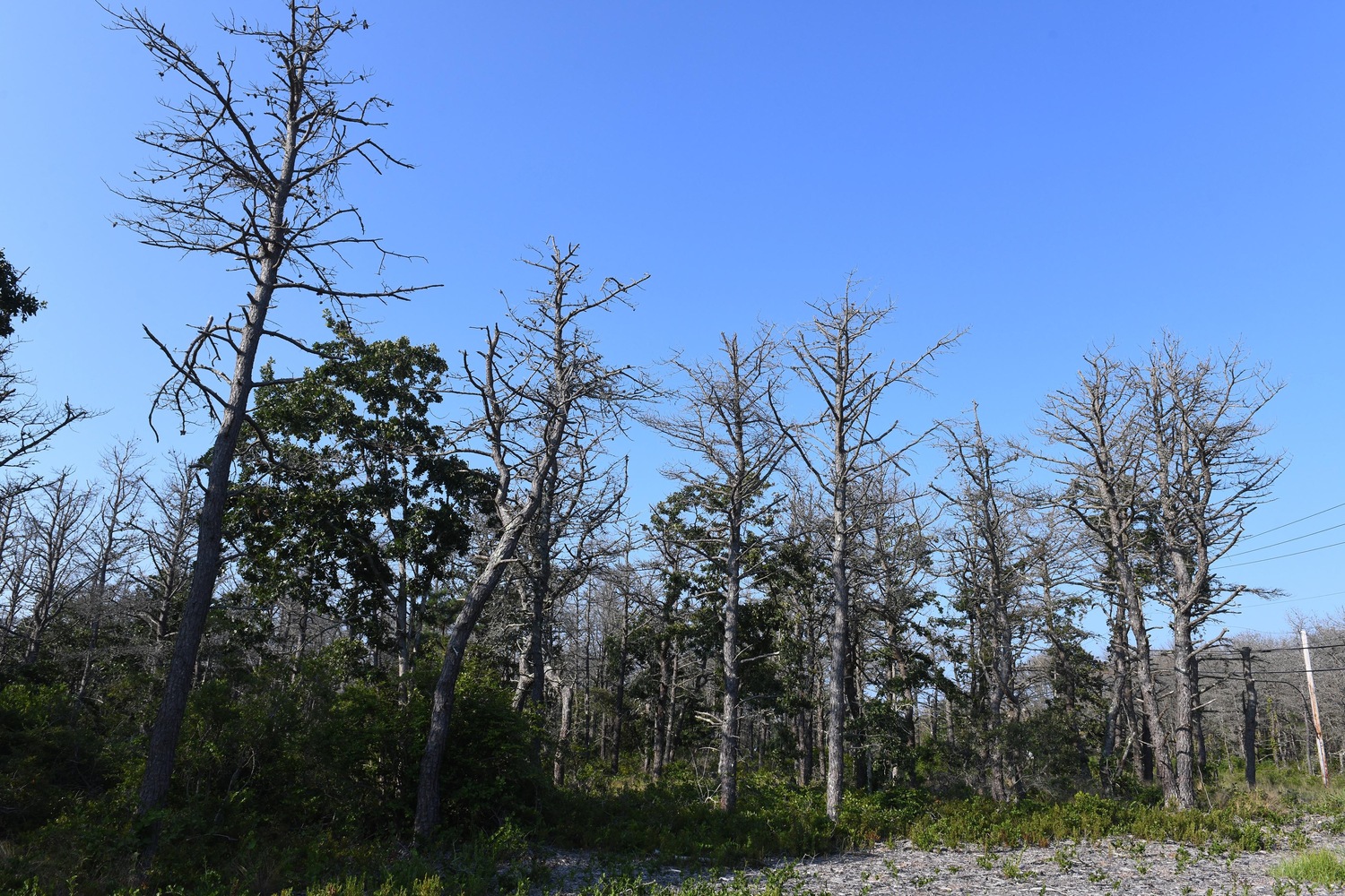 The southern pine beetle attacks pitch pines, which are essentially a monoculture at Napeague State Park. East Hampton Town officials detected the first pine beetle in the town borders in 2017. A few years later, the pine beetle continued its march east toward Napeague and Hither Hills state parks. DOUG KUNTZ