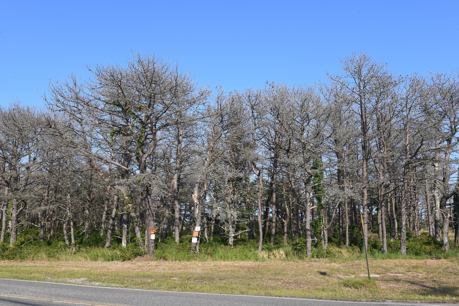 The southern pine beetle attacks pitch pines, which are essentially a monoculture at Napeague State Park. East Hampton Town officials detected the first pine beetle in the town borders in 2017. A few years later, the pine beetle continued its march east toward Napeague and Hither Hills state parks. DOUG KUNTZ