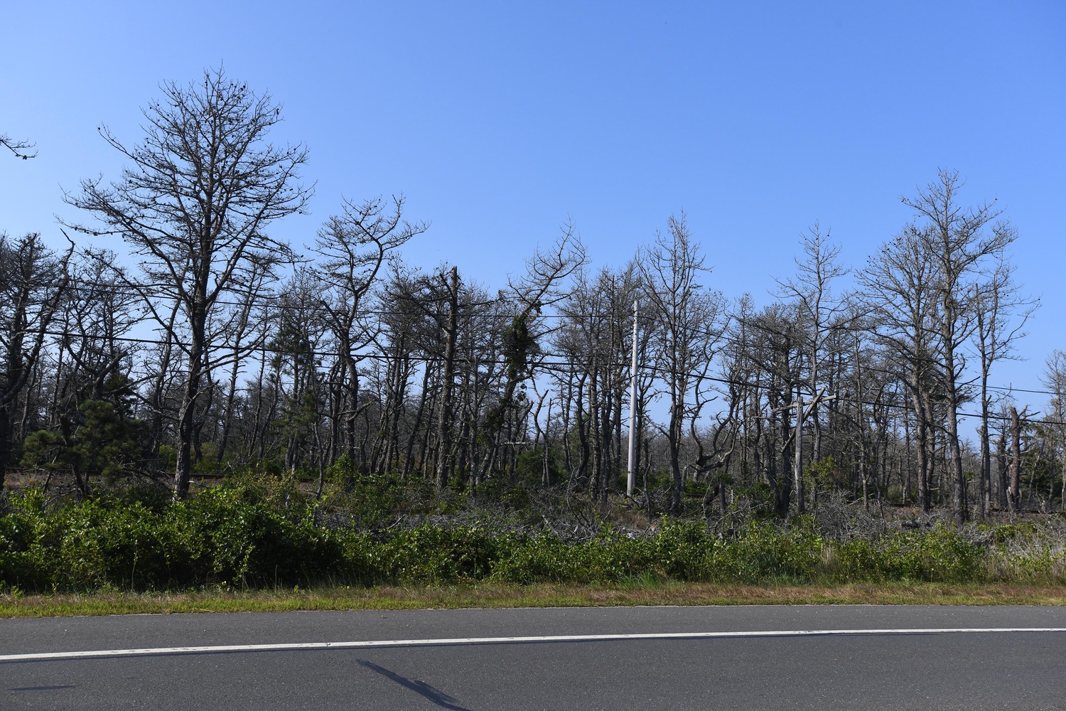 The southern pine beetle attacks pitch pines, which are essentially a monoculture at Napeague State Park. East Hampton Town officials detected the first pine beetle in the town borders in 2017. A few years later, the pine beetle continued its march east toward Napeague and Hither Hills state parks. DOUG KUNTZ