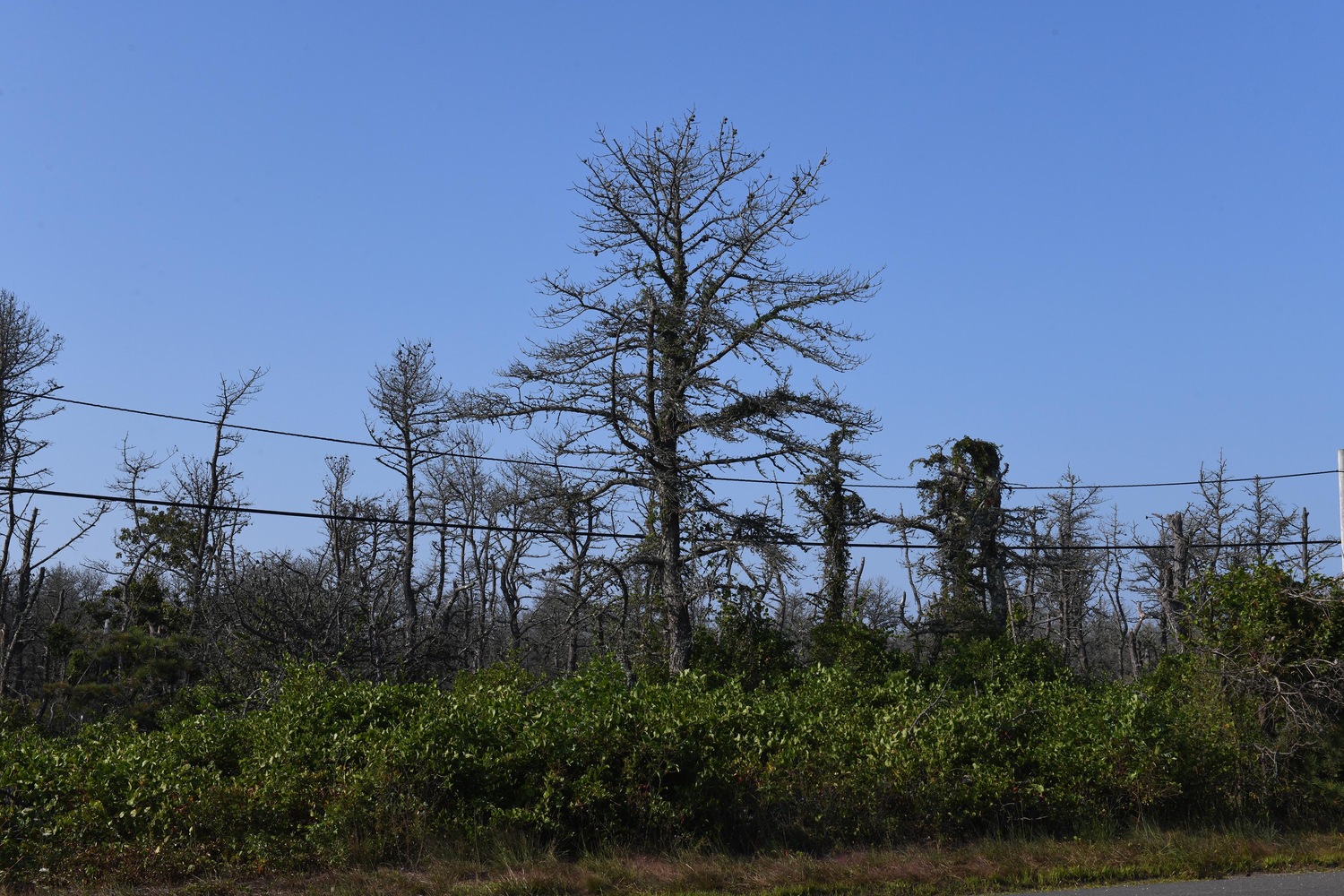 The southern pine beetle attacks pitch pines, which are essentially a monoculture at Napeague State Park. East Hampton Town officials detected the first pine beetle in the town borders in 2017. A few years later, the pine beetle continued its march east toward Napeague and Hither Hills state parks. DOUG KUNTZ