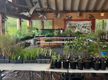 LINPI Native Plant Sale at QWR