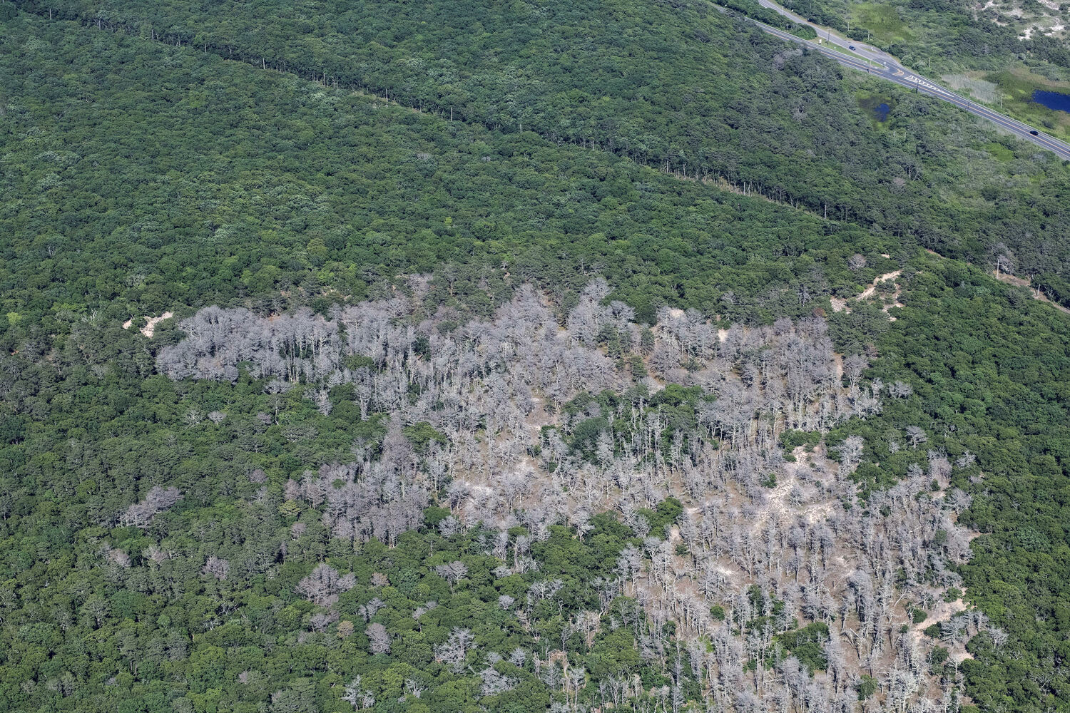 Dead pine trees stand among healthy oak trees near the intersection of Old Montauk Highway and Montauk Highway. Since 2021, the southern pine beetle has ravaged pine forests in Napeague and Hither Hills state parks. The pine beetle arrived on Long Island in 2014. DOUG KUNTZ