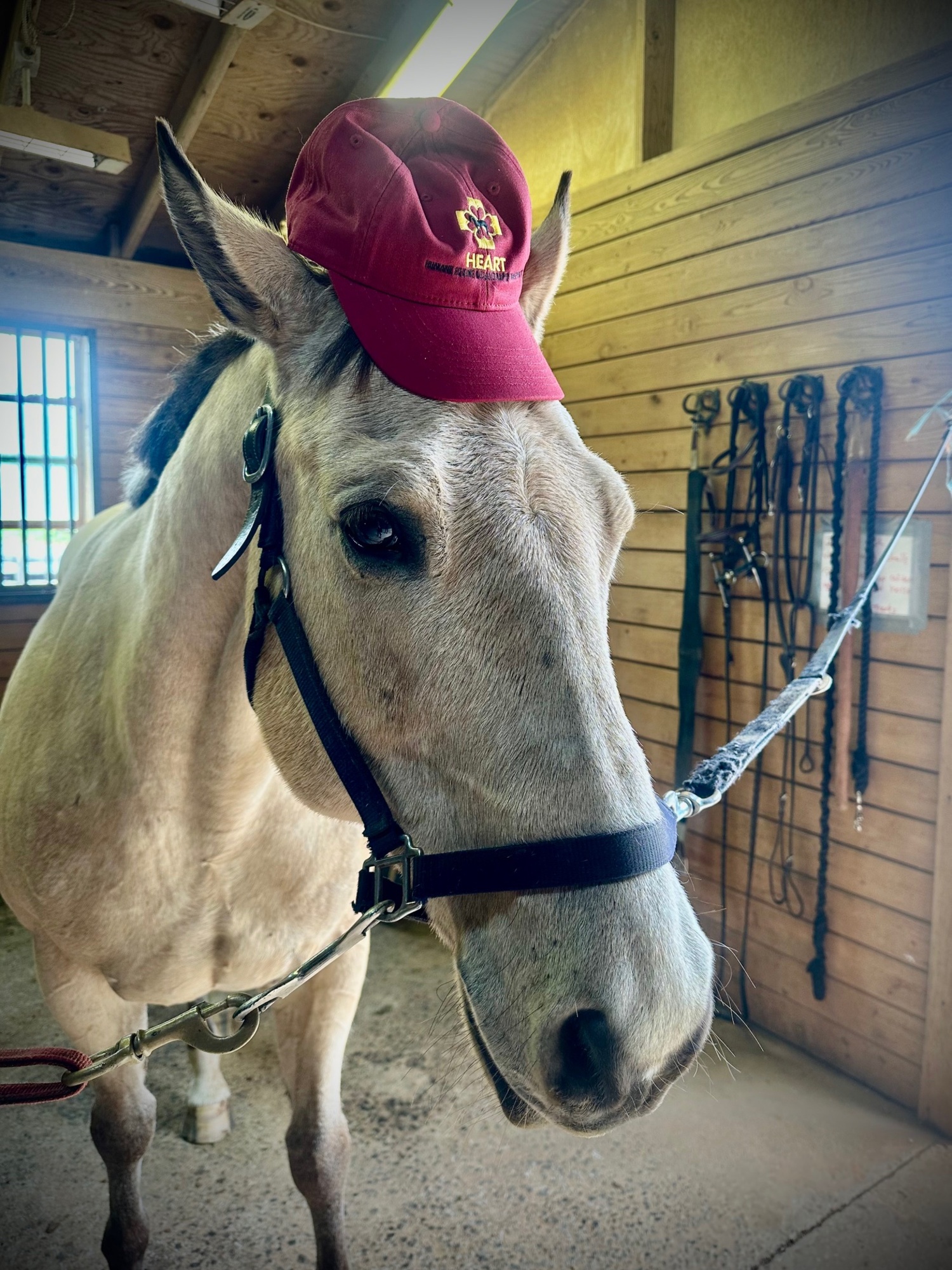 The HEART equine ambulance is on-call at horse shows like the Hampton Classic to provide rapid transport for equine athletes to hospitals in the event of an injury or serious illness. COURTESY HEART