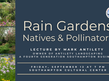 Rain Gardens: Natives and Pollinators