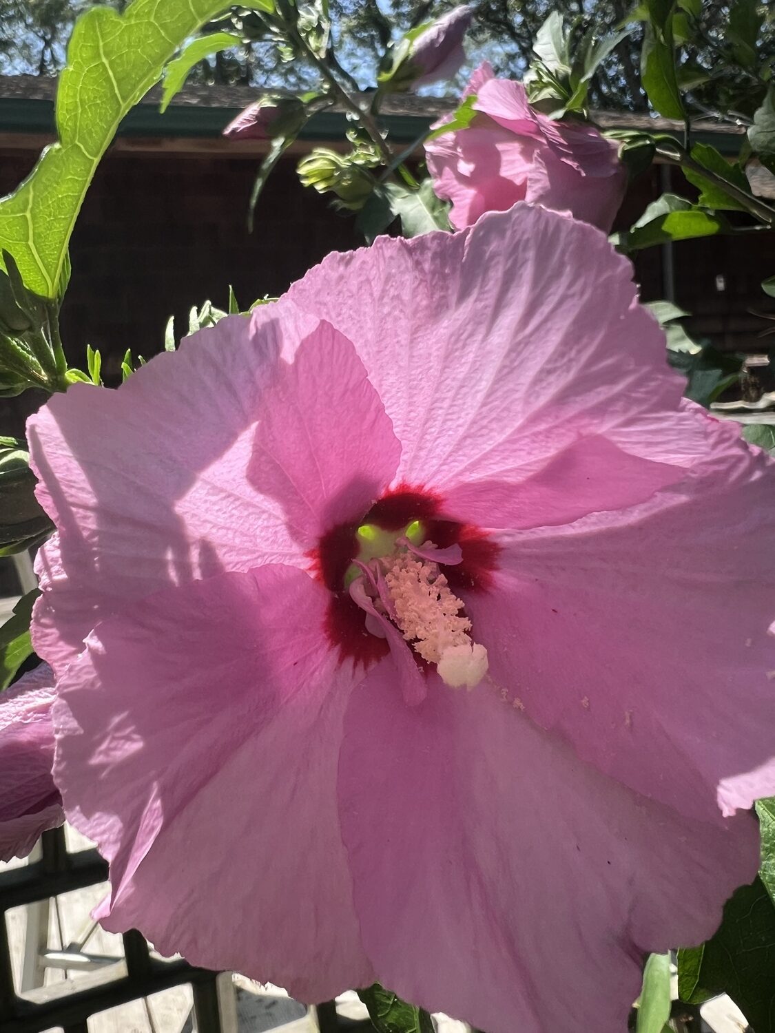 Rose of Sharon (Hibiscus syriacus) is a common self-pollinator.  LISA DAFFY