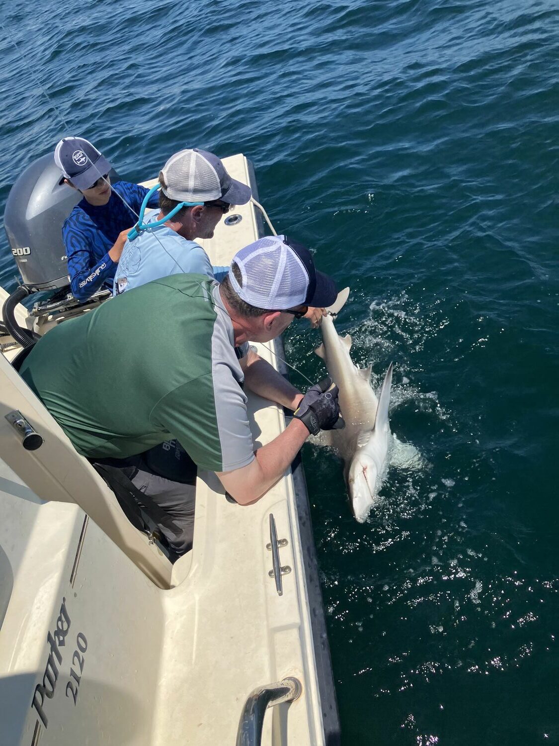 A shark is brought to the boat for tagging. COURTESY SOFO