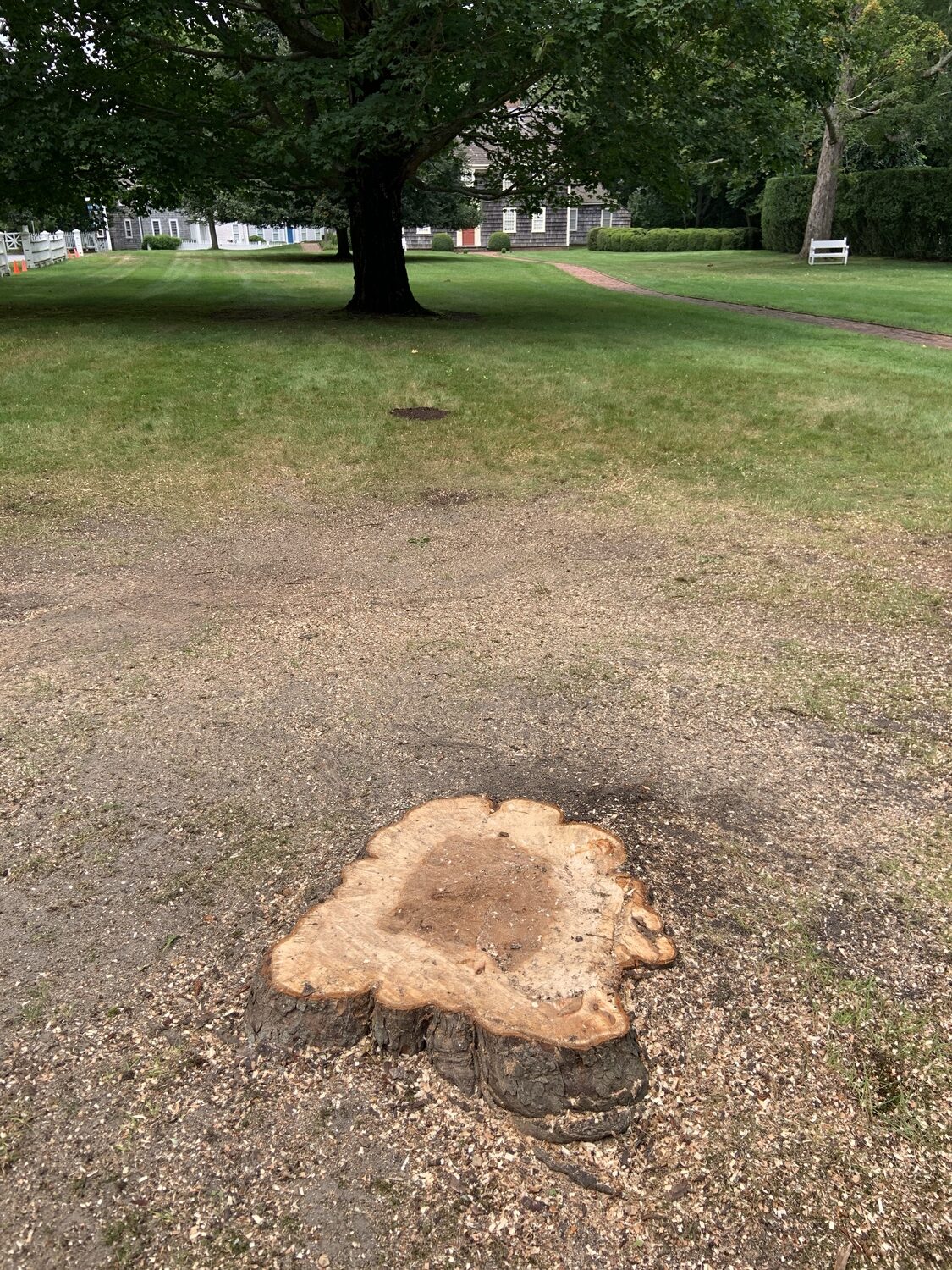 The removal of a tree near the front fence of the Custom House had some residents raising the alarm, but Preservation Long Island, which owns the property, and Sag Harbor Village, say the tree was diseased and the proper process was followed. STEPHEN J. KOTZ