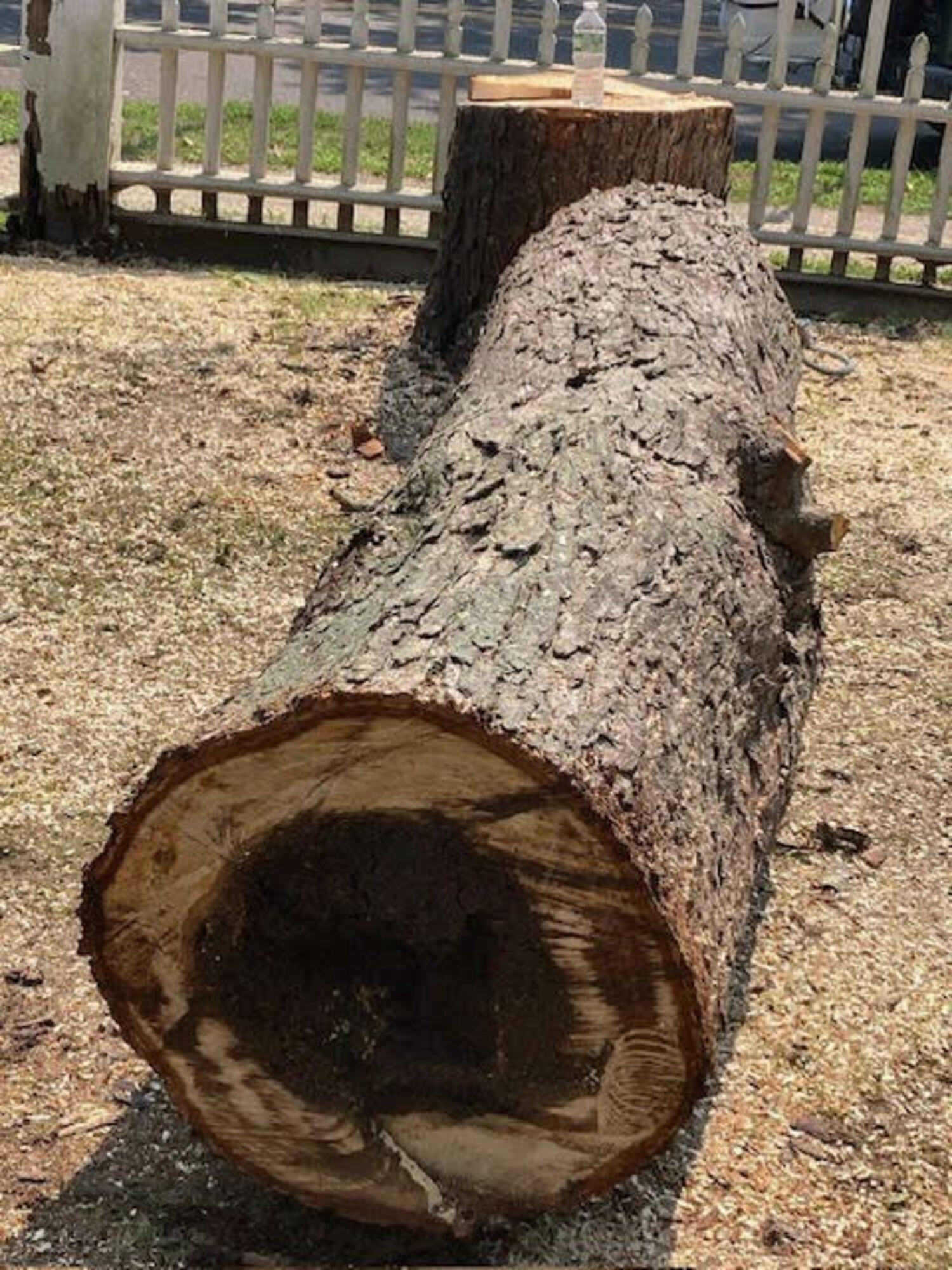 A hollowed out horse chestnut tree that was removed from the Custom House grounds. COURTESY PRESERVATION LONG ISLAND