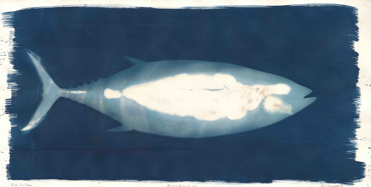 A cyanotype of Atlantic blue fin tuna by Paul Brooke Jr.