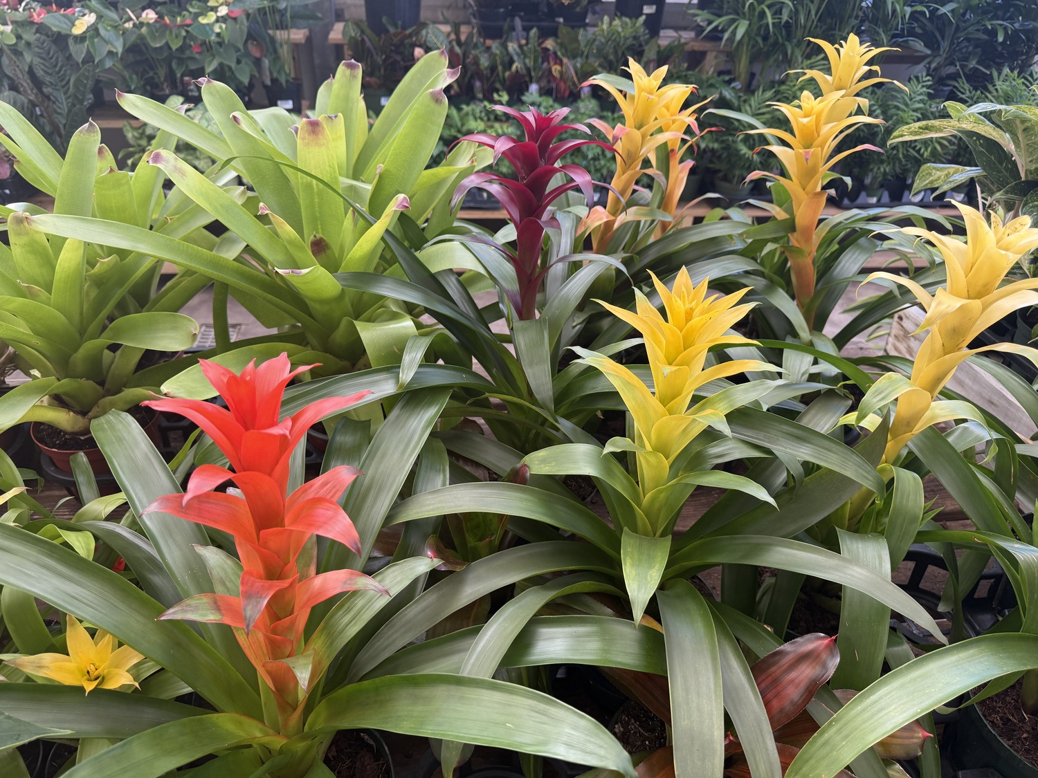These bromeliads can make colorful and interesting house plants. They can live for two to five years and the pups, or side shoots, can be removed and potted up. The color comes from colored leaves with the flower actually in the center. Water the soil and occasionally the cup in the center of the plant, which is said to be child and pet safe. ANDREW MESSINGER