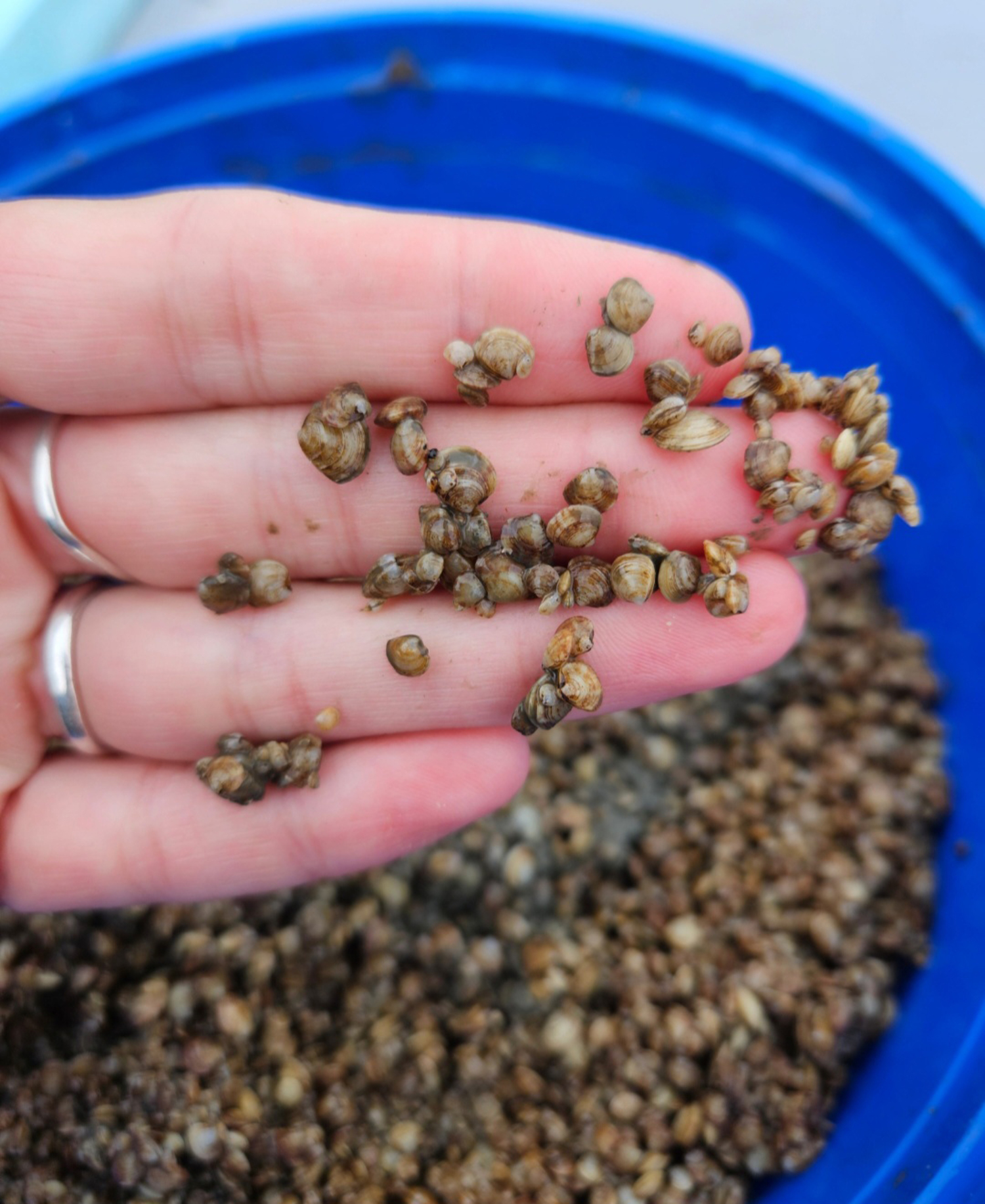 The Conscience Point Shellfish Hatchery (CPSH) provided seed clams to the Southampton Town Trustees, as they have for the past 12 years,  to assist with the repopulation of water cleaning shellfish. On September 7, Trustee Ed Warner and representatives from the CPSH, The North Sea Maritime Center, East End Explores and about 12 children distributed the seedlings in local waters.  COURTEY CONSCIENCE POINT SHELLFISH HATCHERY