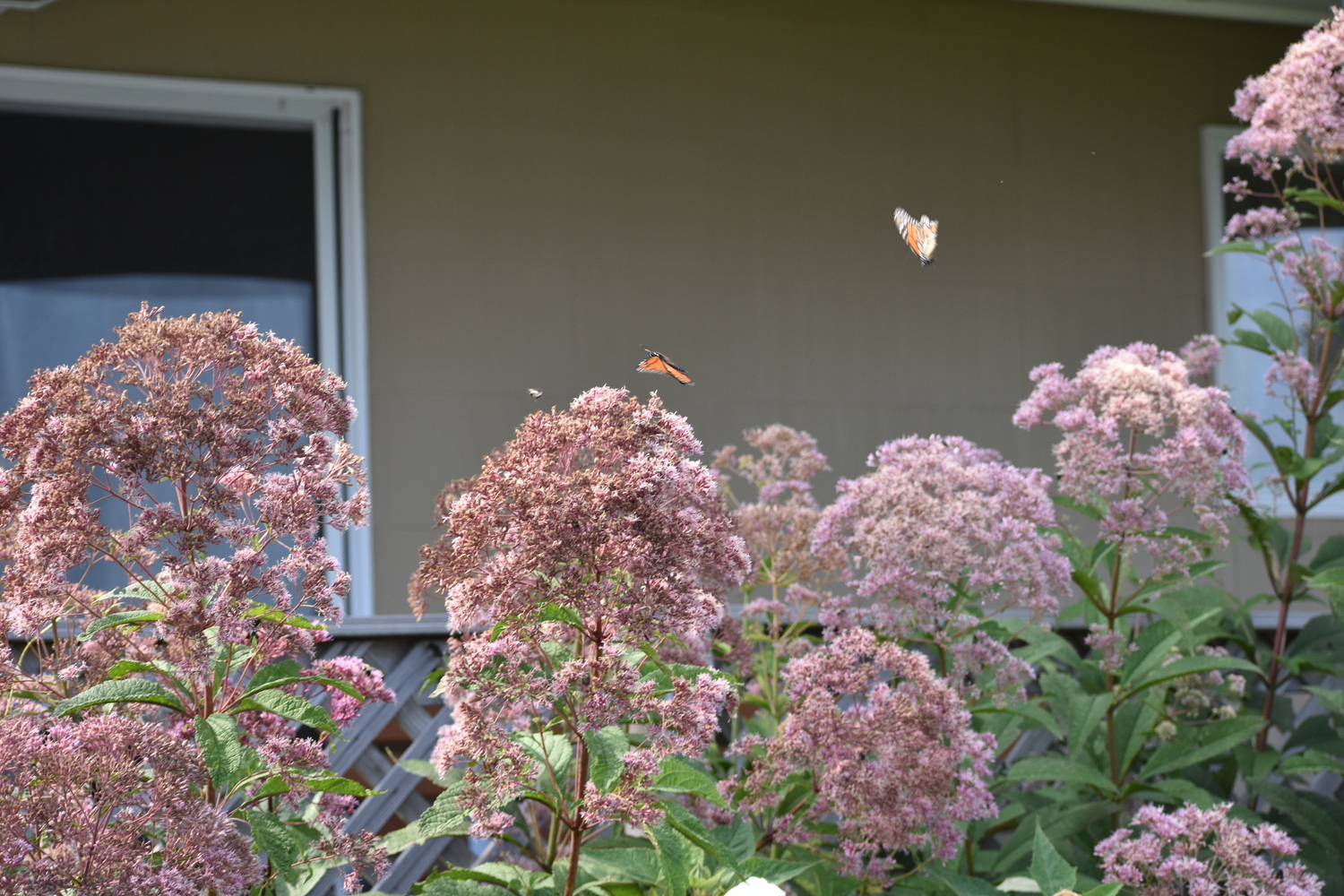 Joe pye weed. Brendan O'Reilly