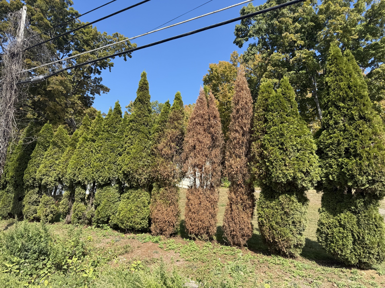 It’s often difficult to determine why trees die — was it sandy soil in this spot, or disease? — but drought would be a good clue this year. Note that the second tree from the right is showing browning on its left side. The detective work to figure this out can be expensive and often little more than guesswork. ANDREW MESSINGER