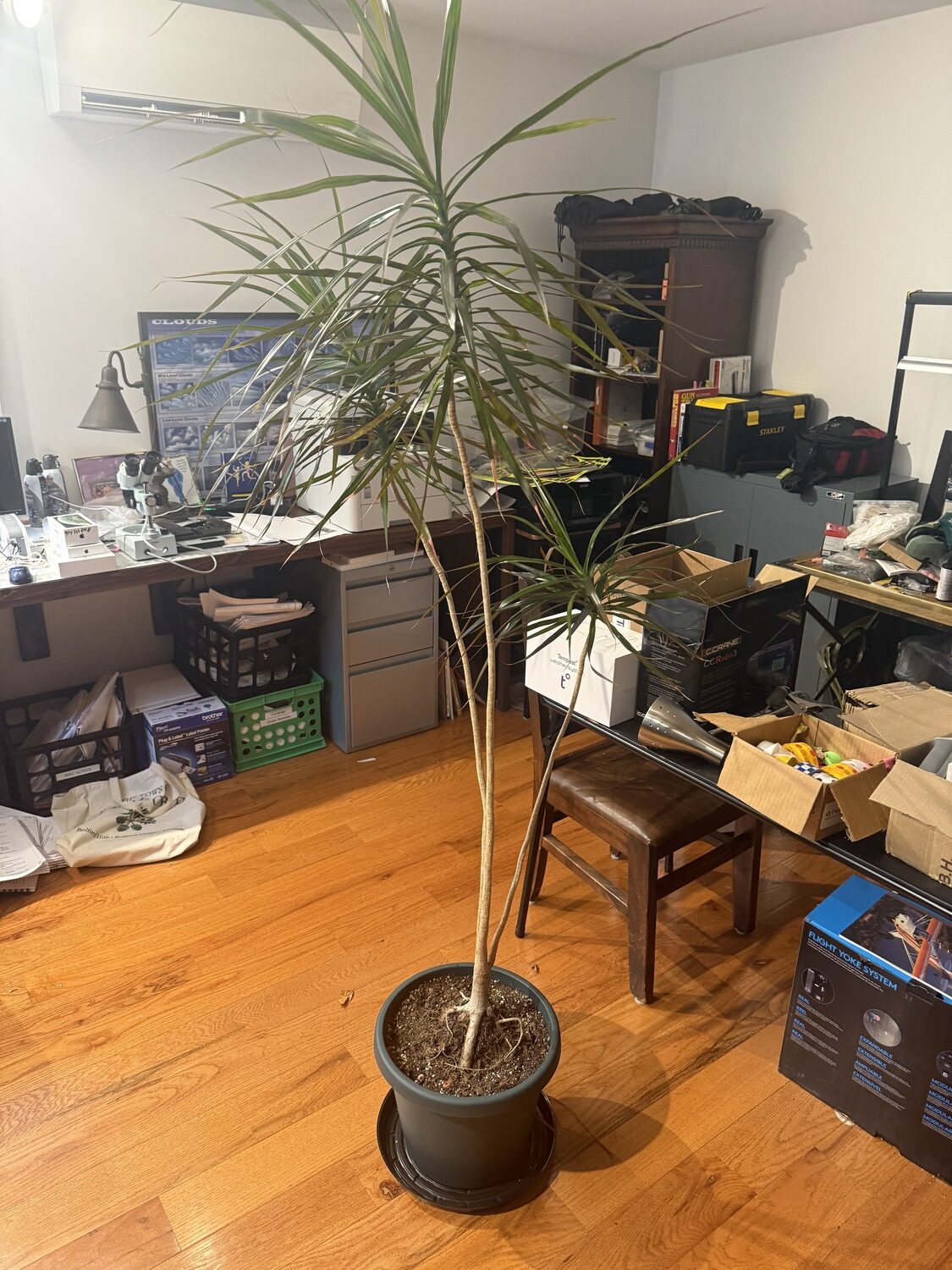 This Dracaena marginata in my office is about 6 feet tall and lives in a 12-inch pot set in a 15-inch saucer that’s 2 inches deep. I know the plant prefers to dry out between waterings and then it will soak up about 30 ounces of water. Remember, you can always add more water, but you can’t take it out of the pot, only the saucer. ANDREW MESSINGER