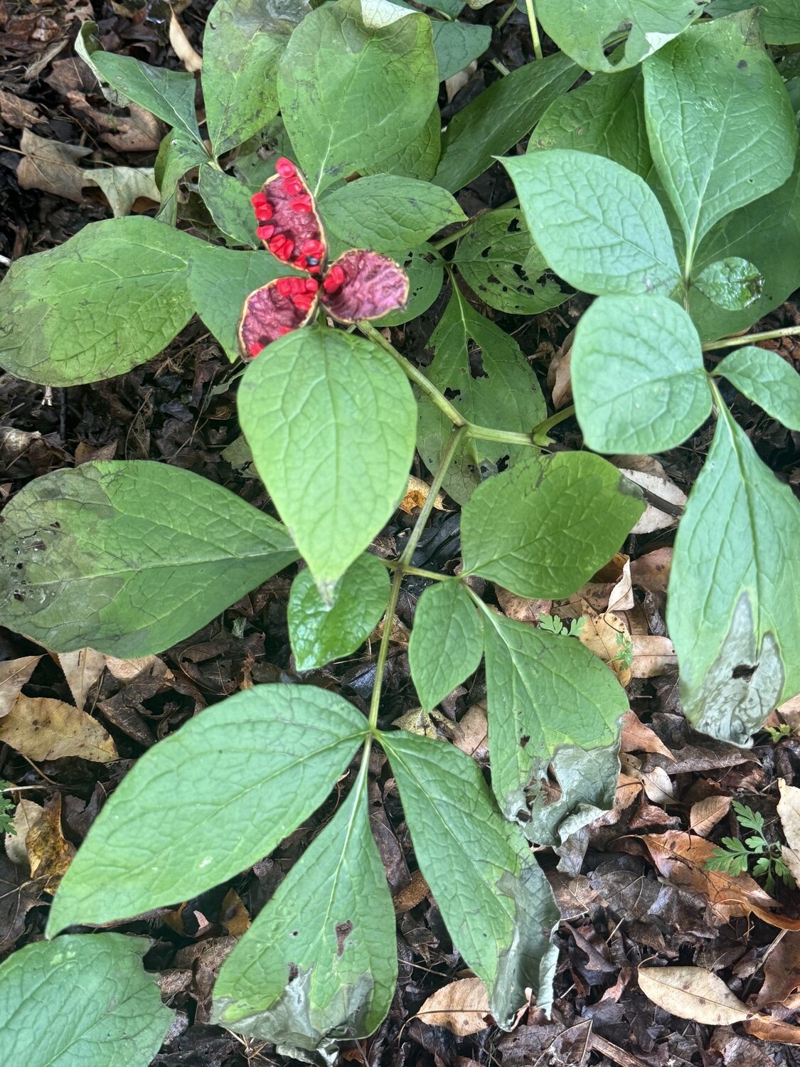 As the three sections of  the seed pod open, the red exocarp dries out and the dark seed then drops to the ground.  ANDREW MESSINGER