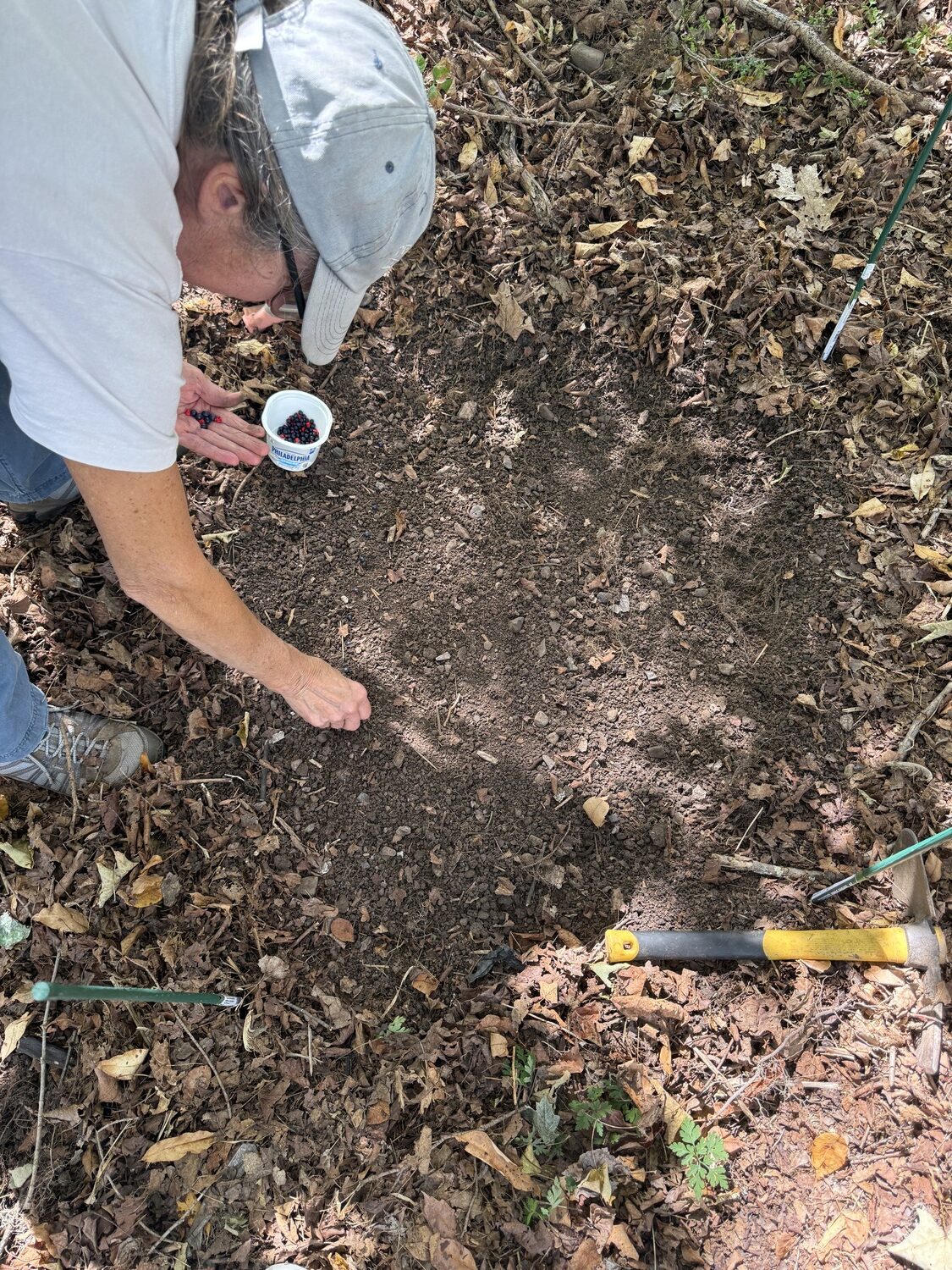 Garden assistant Nancy Bell is setting the peony seeds once inch apart in the cleared out 4-square-foot nursery bed in the woods. Once the seed  is lined out, the area is covered with the native soil, watered in then given a light mulch of ground maple leaves. You can see the seeds in the recycled cream cheese tub in front of her left hand.ANDREW MESSINGER
