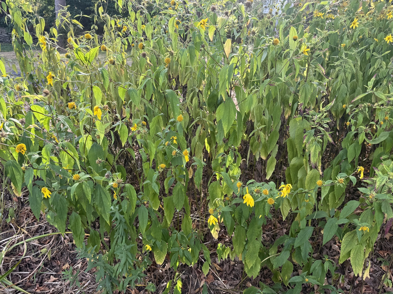 This is the wildflower known as the perennial sunflower (Helianthus). It’s usually drought tolerant, but in this case, it’s suffering from irreversible wilt. It does have tough roots, though, and will probably return to some degree next year. ANDREW MESSINGER