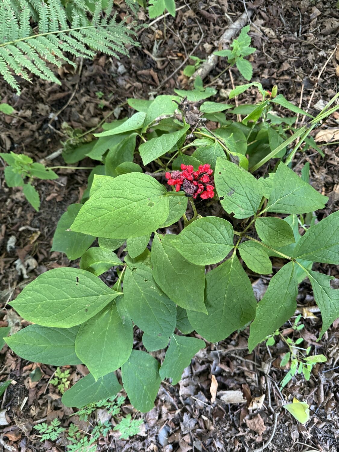 After flowering, the actual seeds are hidden by these fleshy red  exocarp. The seeds become visible as the red begins to dry out.  ANDREW MESSINGER