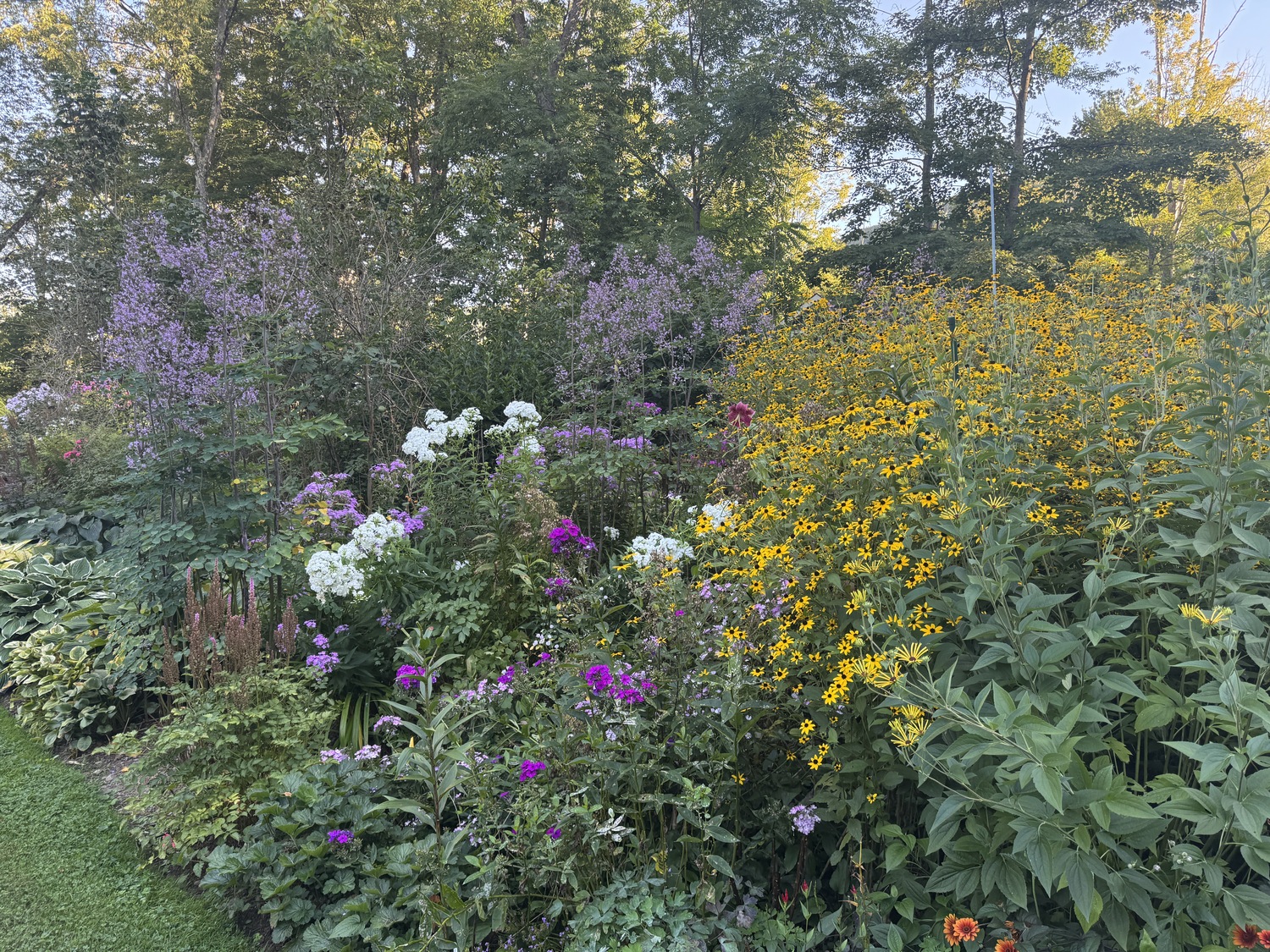 While a late-summer garden can begin to look a bit ratty there’s still lots to admire and look at. Two rudbeckias continue to flower on the the right while the phlox flowers in pinks, purples and the white variety “David.” In the background is the tall purple haze of  Thalictrum aquilegiifolium. If you look dead center you can see the last bloom of a tall lily at the edge of the rudbeckias.  ANDREW MESSINGER