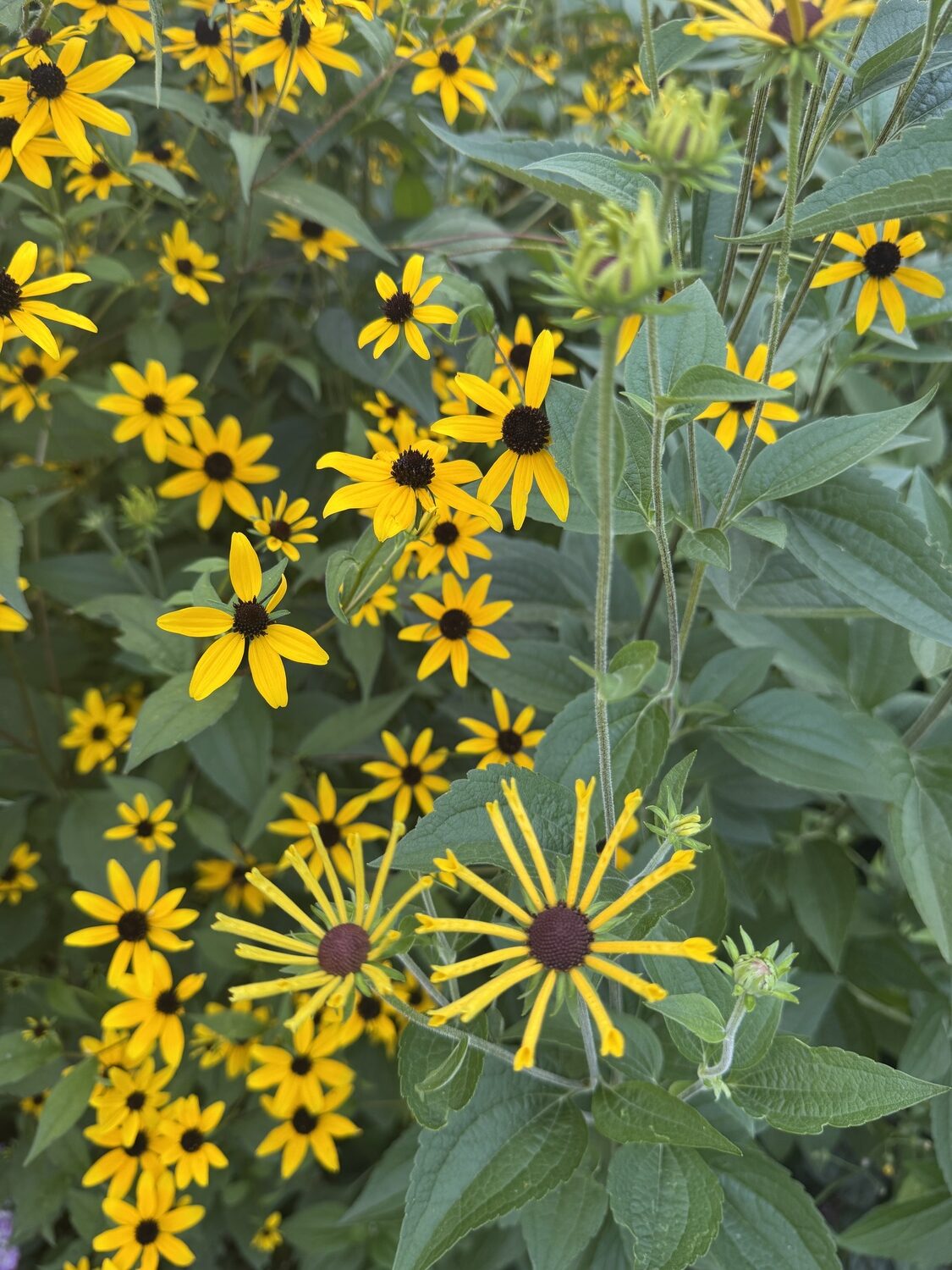 Two unusually different rudbeckias. Rudbeckia triloba on the left is one of the smallest flowers in the family, but the plants can get up to 6 feet tall and taller. Front and center is Rudbeckia subtomentosa “Henry Eilers,” which has unique flower rays that are tubular with a spoon at the end.  ANDREW MESSINGER