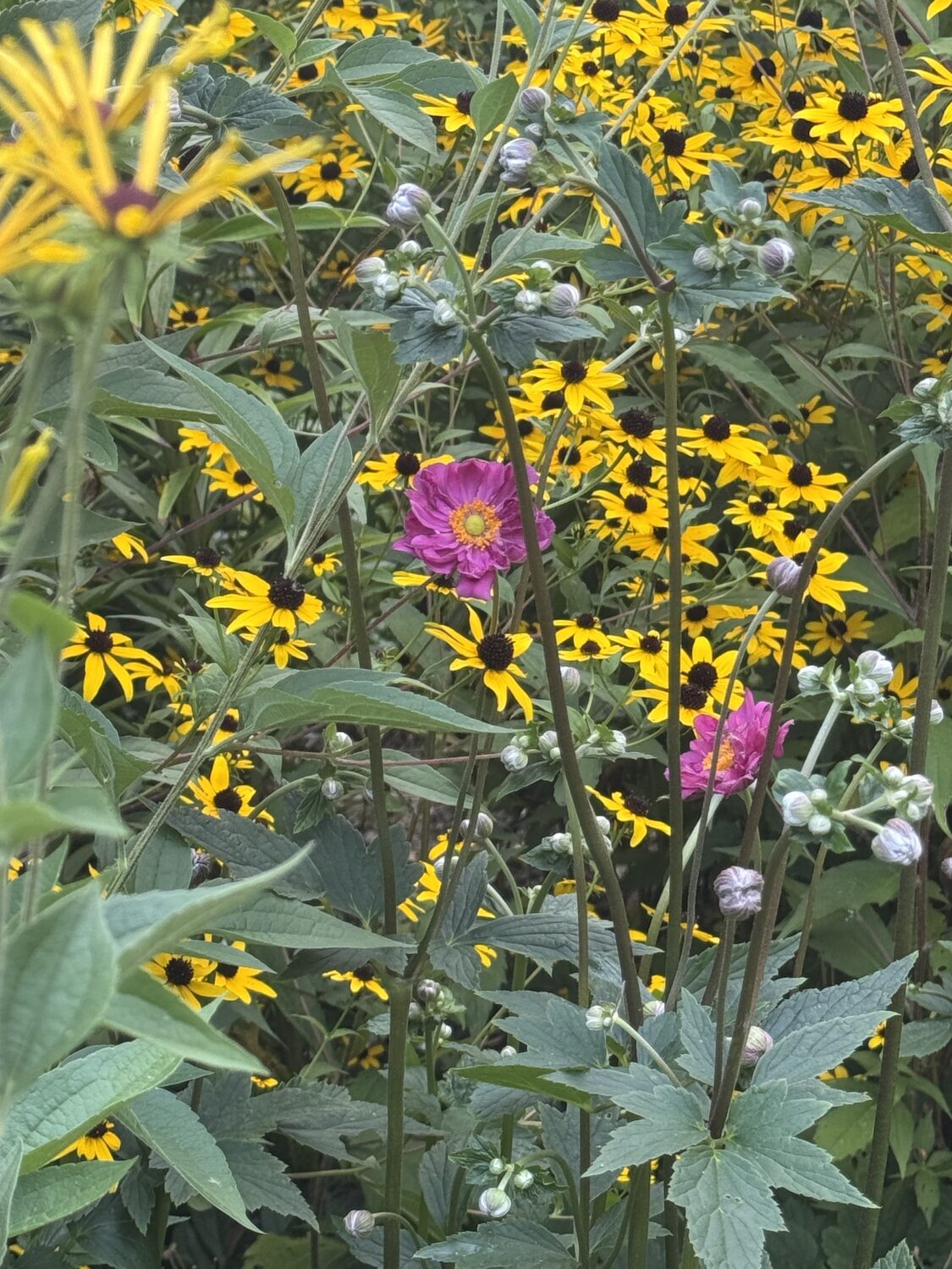 Anemone japonica sending its tall stems through the foliage of surrounding rudbeckias displaying its semi-double pink flowers. It’s available in several shades of pink and white and blooms into September.  ANDREW MESSINGER