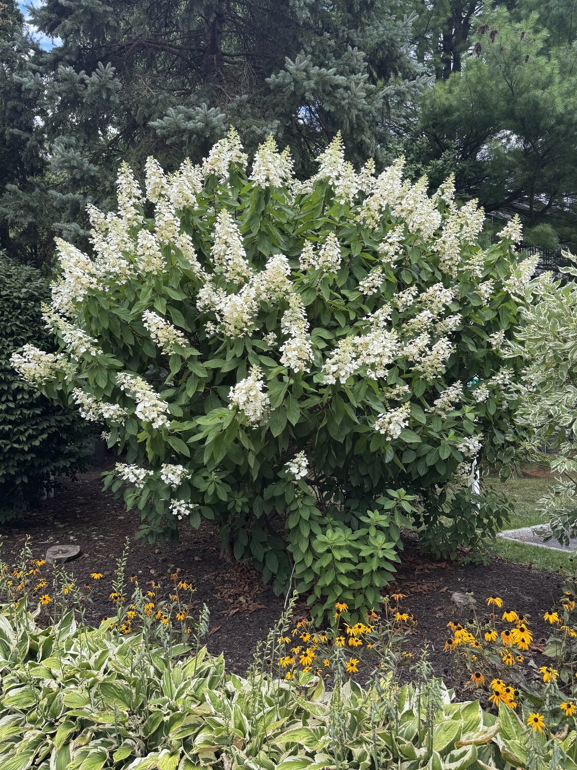 This panicle-type hydrangea is easy to grow and reliable. It requires little care and thrives on the East End. Prune them back in late winter or early spring by removing about one third of the shrub’s height.  ANDREW MESSINGER