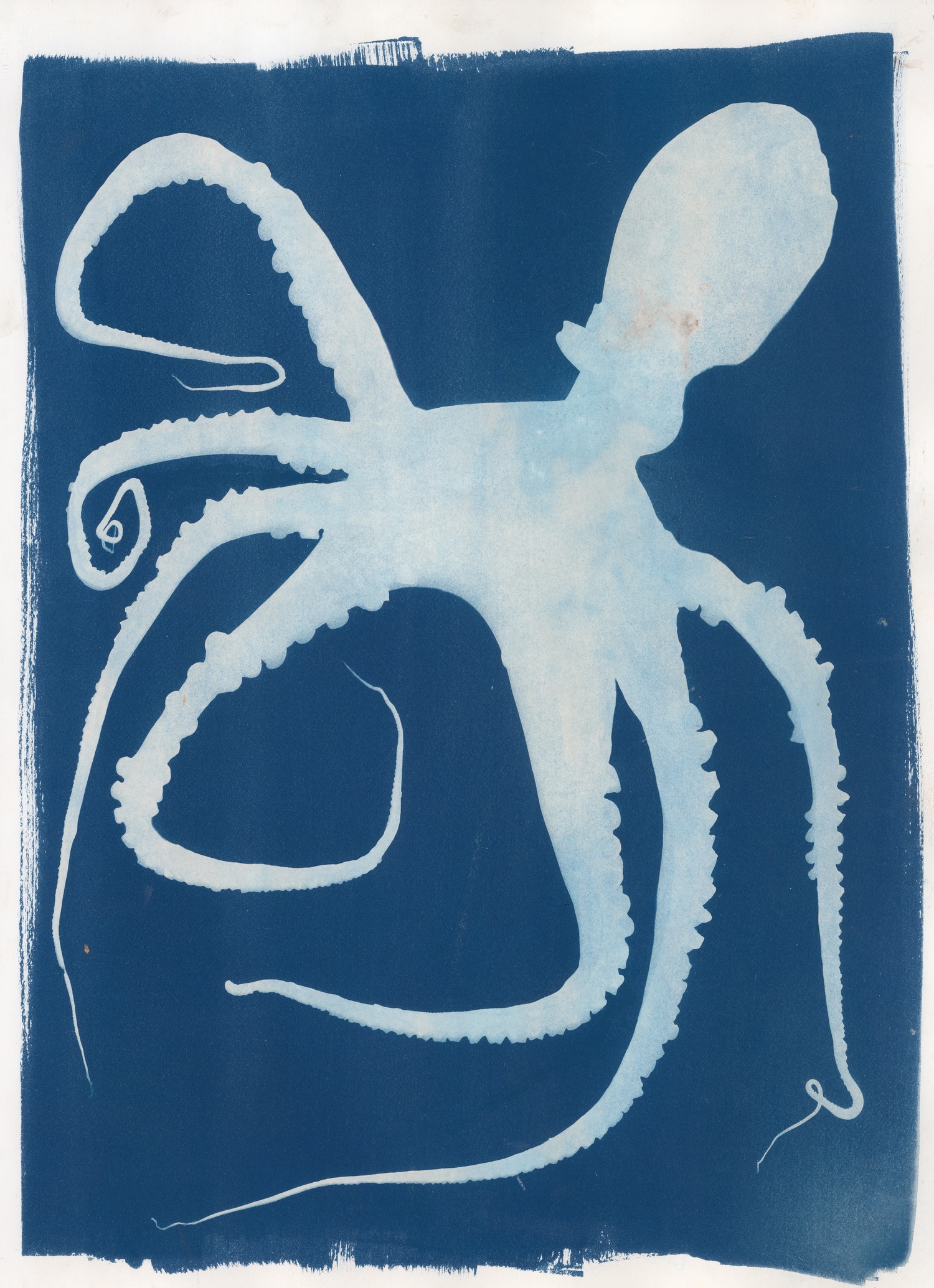 A cyanotype marine print of an octopus, by Paul Brooke Jr.