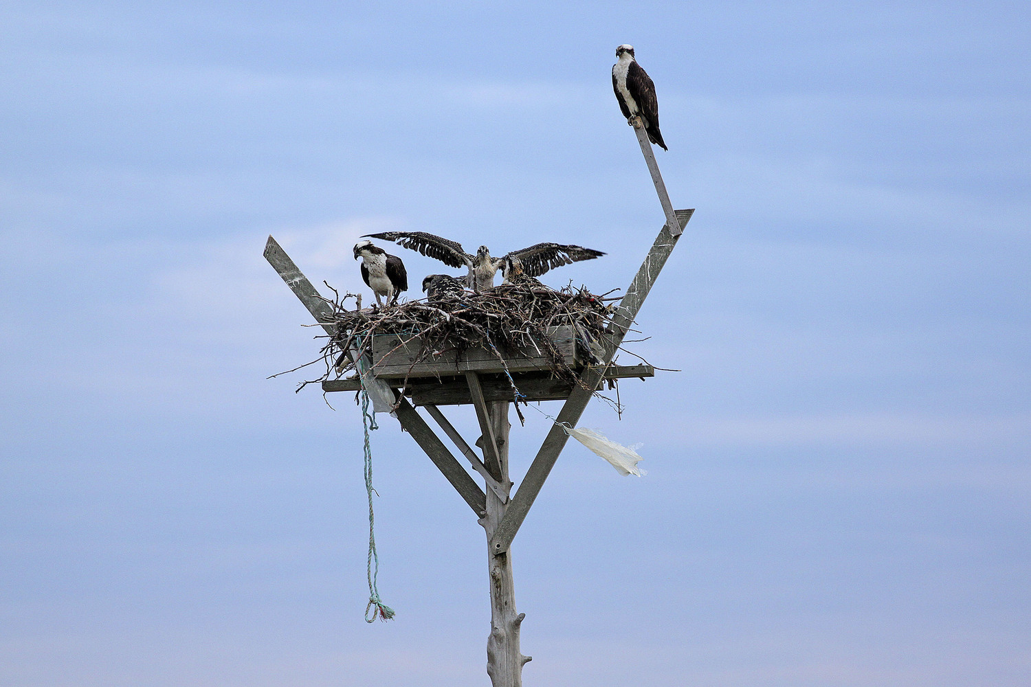 The Group for the East End staff documented 385 active nesting pairs of osprey, which produced 386 fledglings. While the numbers are lower than the survey in 2022, the population remains strong.   DANA SHAW