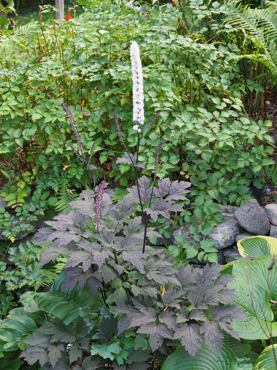 Cimicifuga (Actaea) “Brunette” has a nearly chocolate purple leaf color in contrast to the tall white bottle brush like flower stems. ANDREW MESSINGER