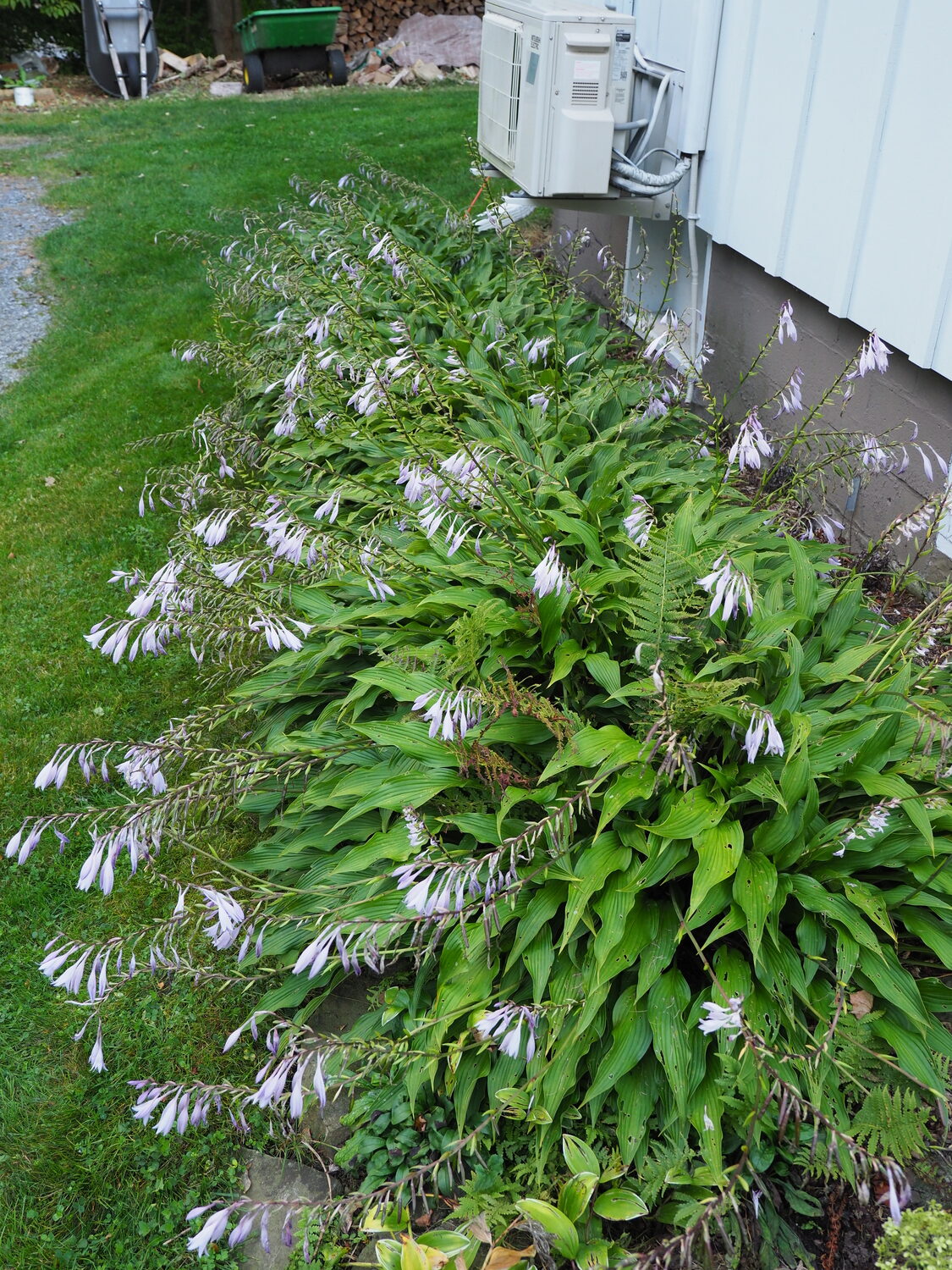 This is the hosta that I refer to as “Liner.”  It’s one of the latest-flowering hostas that grows well without any sun (but not in deep shade) and flowers late August into September.  ANDREW MESSINGER