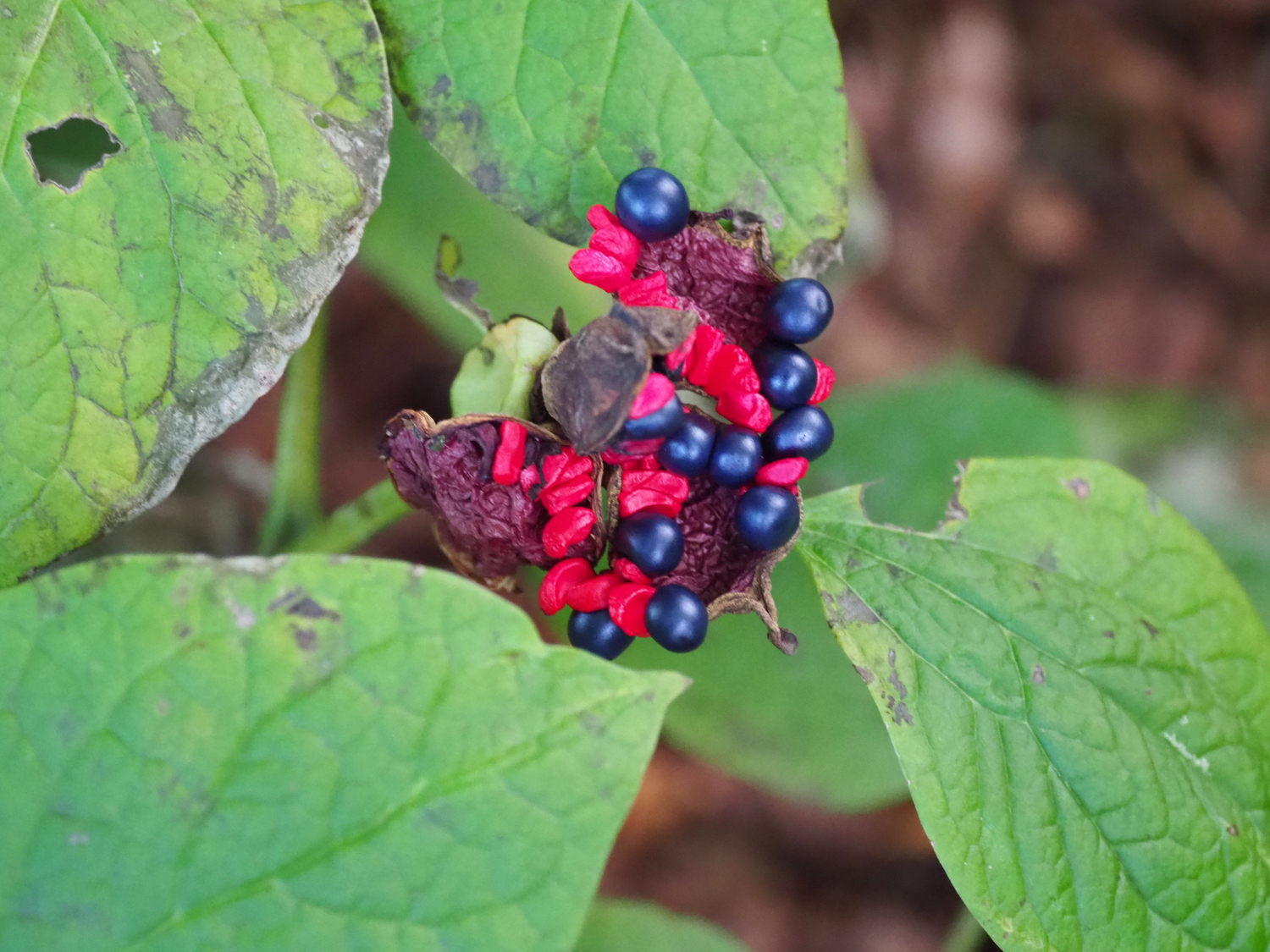 Don’t be confused by the red when looking for the Peony japonica seed. The ripe seeds are actually the dark purple to nearly black seeds  .ANDREW MESSINGER