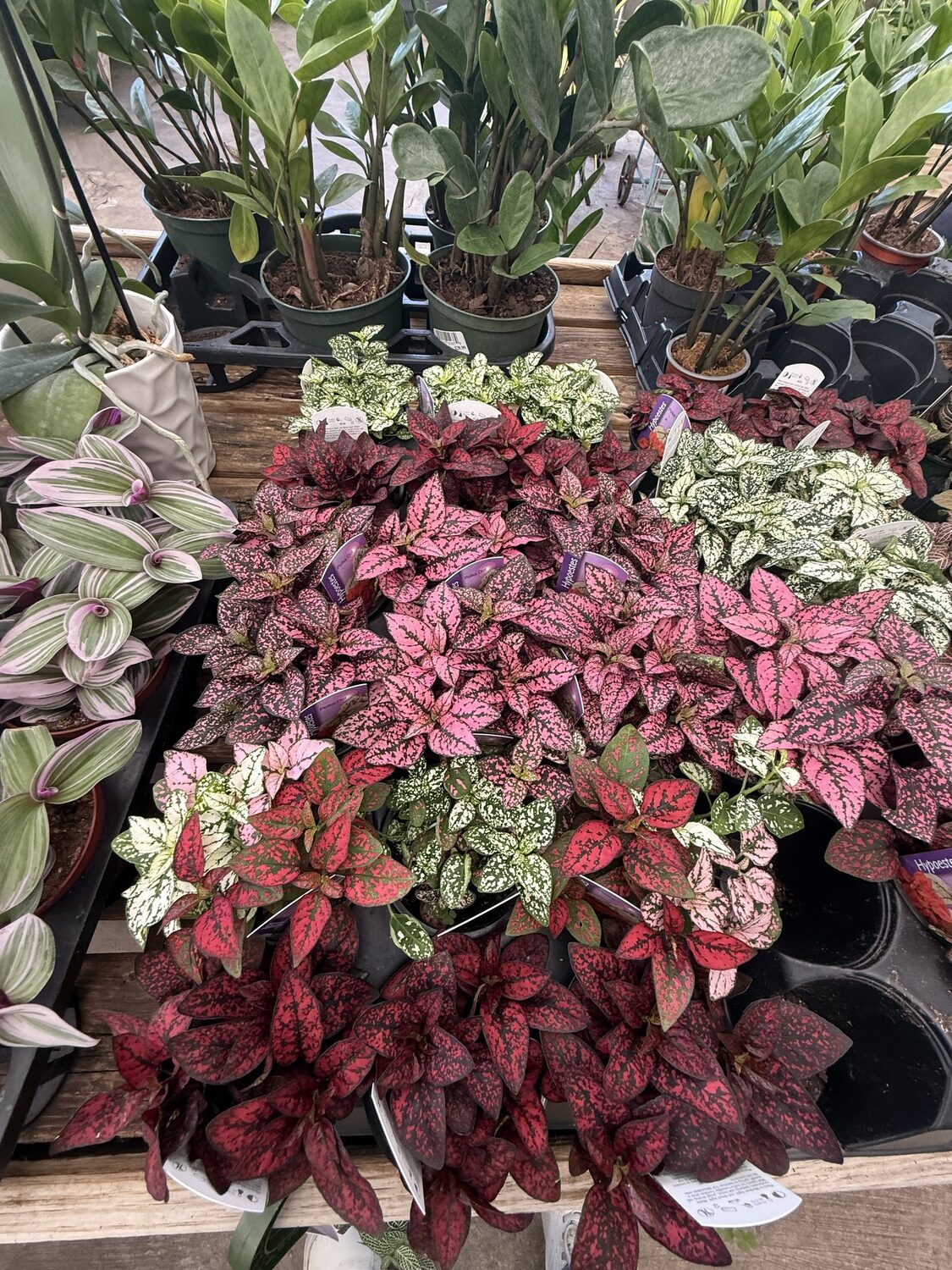 These wildly colorful polka dot plants are warm climate perennials sold as indoor plants in 3- to 6-inch pots. For most, they are short lived, but it’s hard to find this riot of color in other house plants. They need indirect but bright light, and humidity of 50 percent or better. Pinching of the stems keeps them tidy. ANDREW MESSINGER