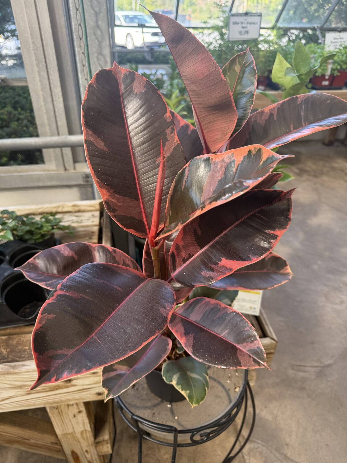 One of many colors of Ficus decora (and Ficus elastica), commonly called “the rubber plant,” as rubber is made from the latex sap. It prefers bright, indirect light and resents cold drafts, which will cause leaf drop. Tall stems can be cut shorter in early summer, rooting the cut portion in a pot with moist soil. Air layering, a propagation technique ,can also be used to produce more plants and prune taller stems. ANDREW MESSINGER