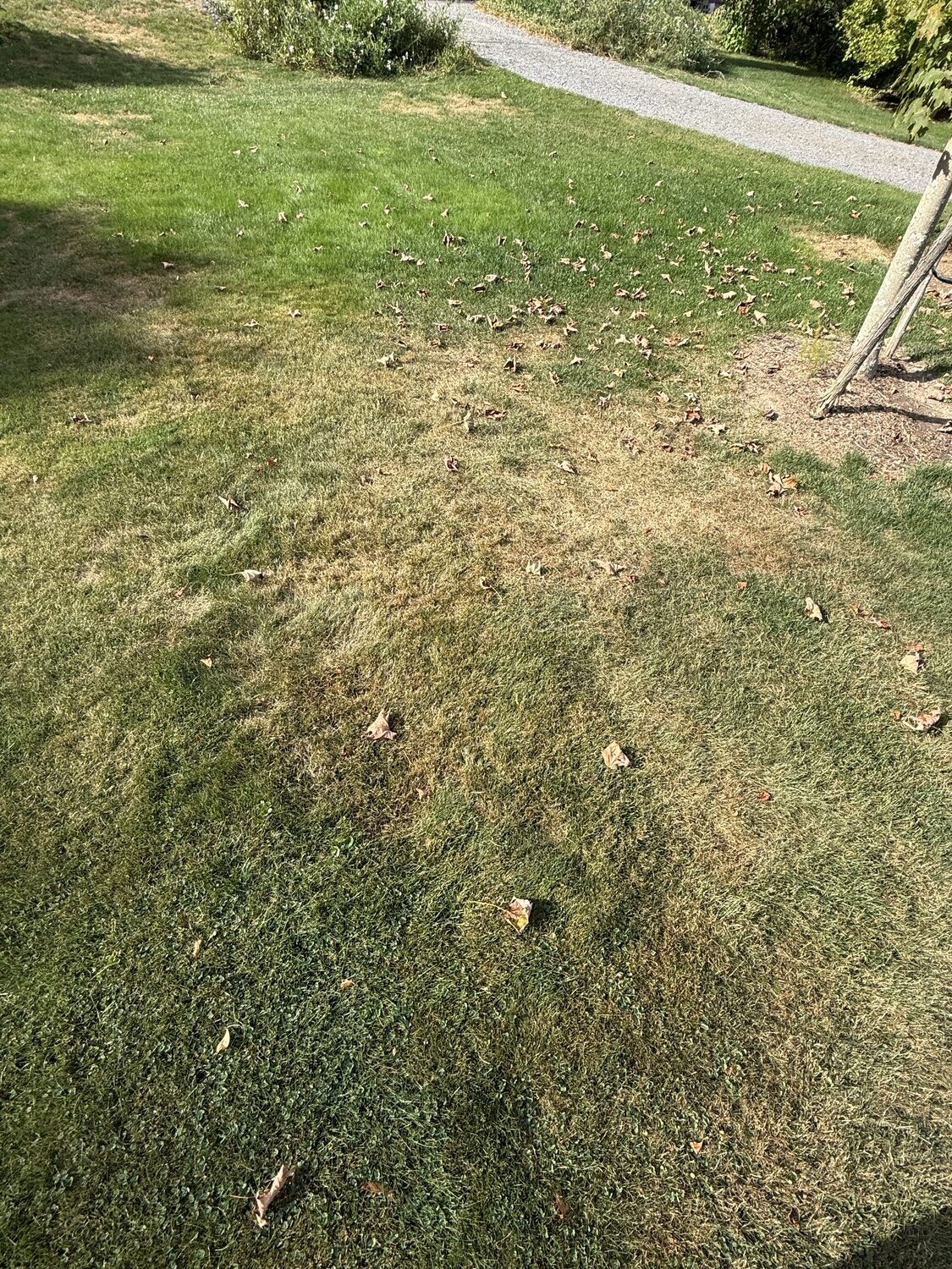 The sandier soil in this spot has allowed the soil to dry faster and deeper than the surrounding areas. This would be a good candidate for overseeding and topdressing if the drought breaks soon. ANDREW MESSINGER