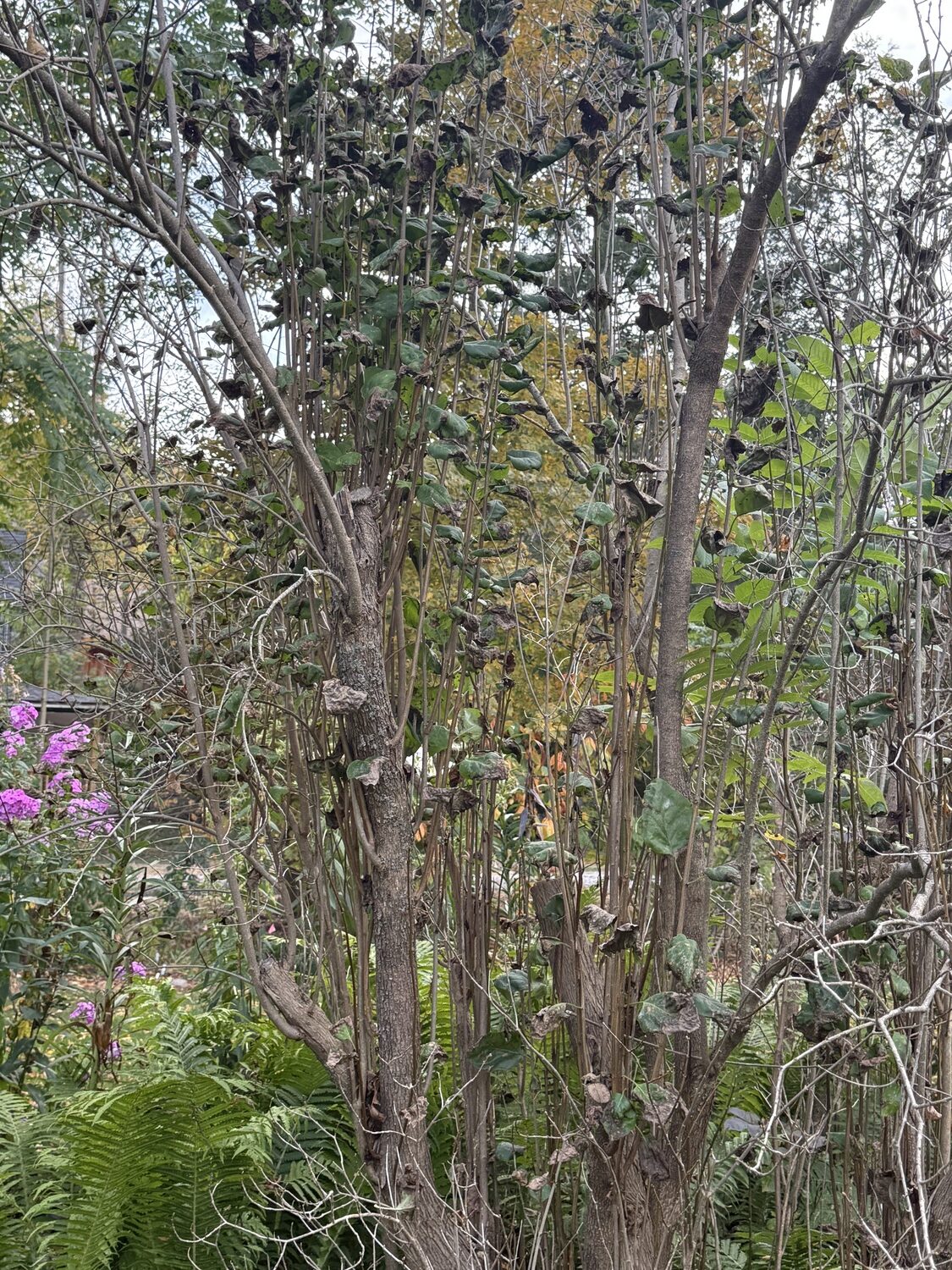 Common lilacs have faced a double whammy this summer. The wet spring encouraged a number of diseases, followed by the drought, which is challenging the plant’s ability to recover. How will it look next year? ANDREW MESSINGER