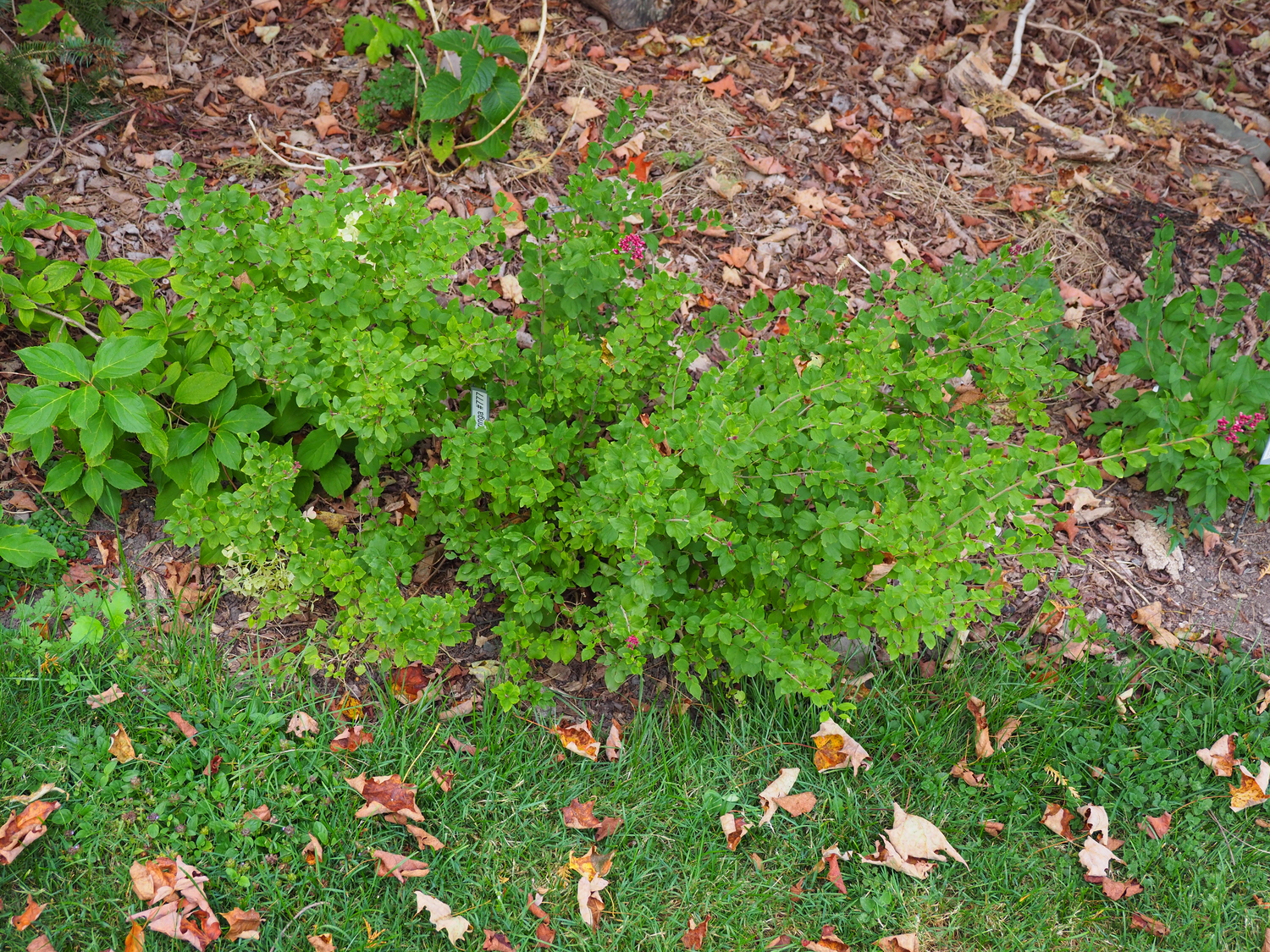 In contrast to the common lilac, which has had a rough summer, this is the dwarf lilac (Syringa) “Bloomerang Dwarf Pink” from Proven Winners. A rebloomer growing in light shade, the 15-inch-tall-by-2-foot-wide shrub is showing no signs of disease or drought stress. ANDREW MESSINGER