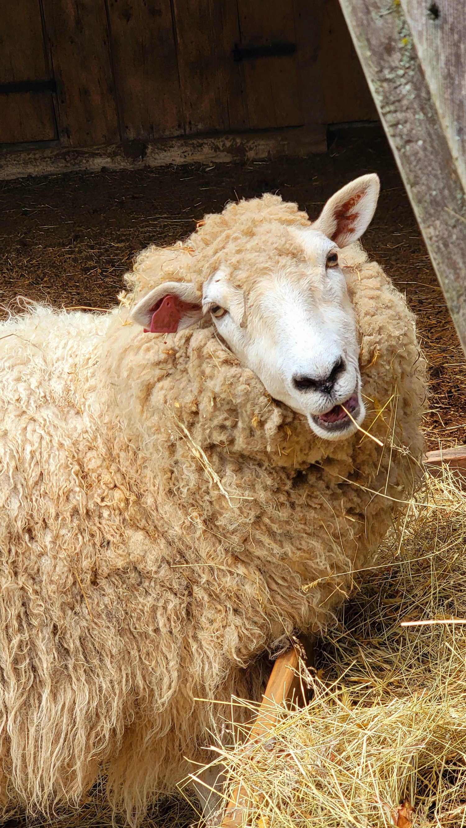 Apple, one of the many farm animals guests can meet at Hallockville Museum Farm. Courtesy photo
