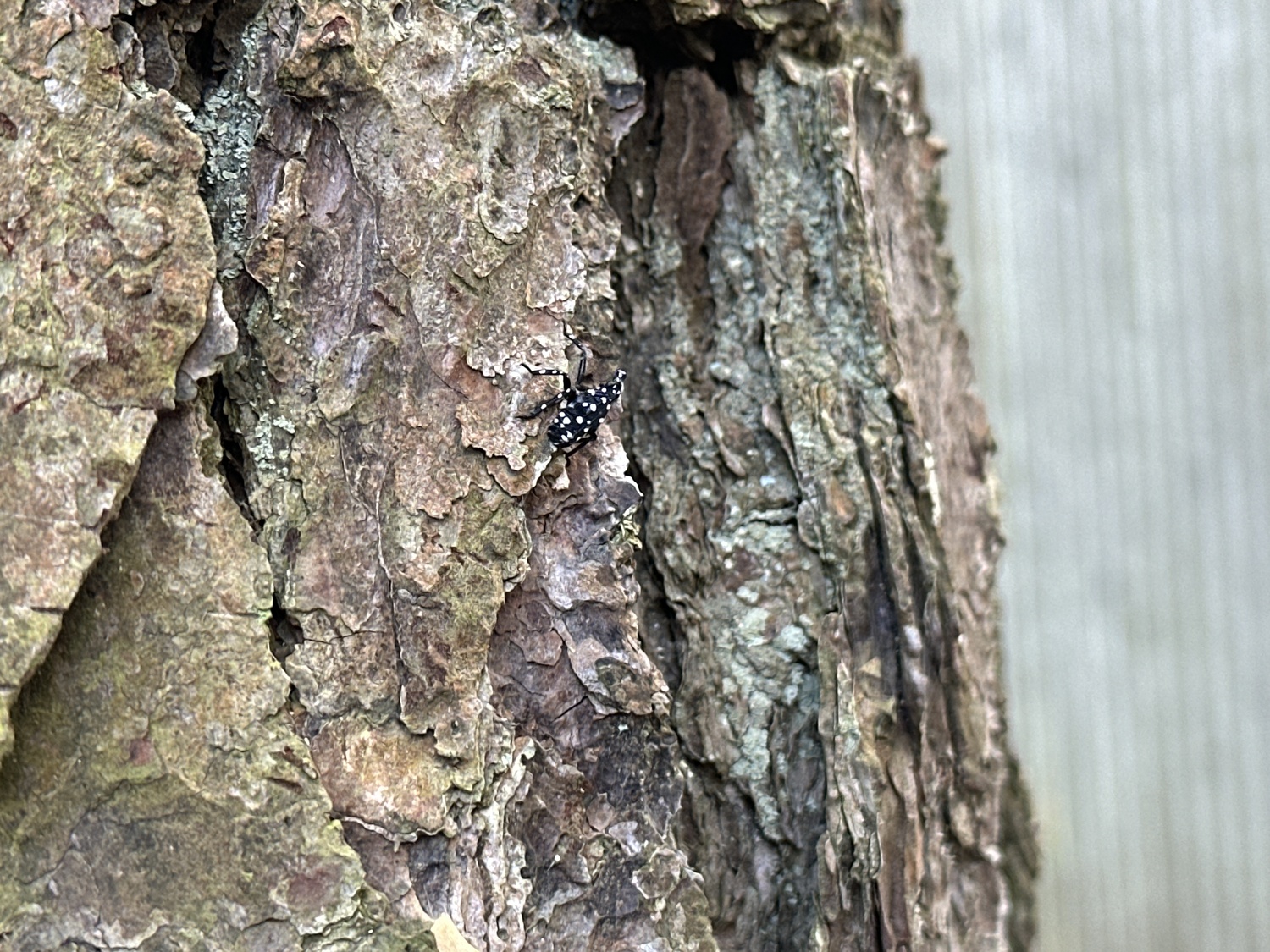 An early stage spotted lanternfly nymph. BRENDAN J. O'REILLY