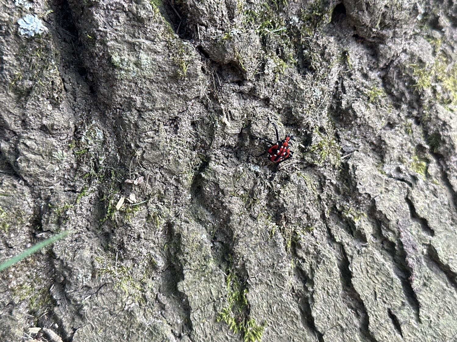 A late-stage spotted lanternfly nymph. BRENDAN J. O'REILLY