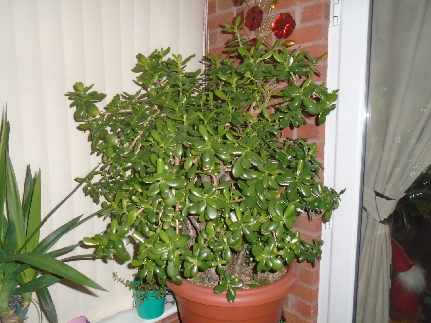A 40-year-old jade plant.
