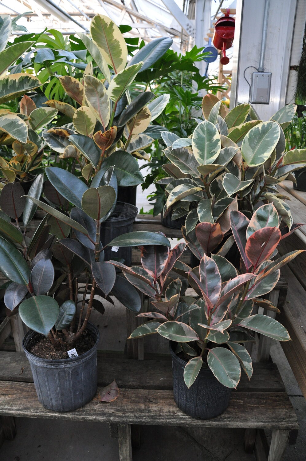 A selection of Ficus decora for sale at a local greenhouse. Keep in mind that the plant on the left, in the foreground, will need much less light than the several variegated types nearby, which will require more light to maintain their colors. ANDREW MESSINGER